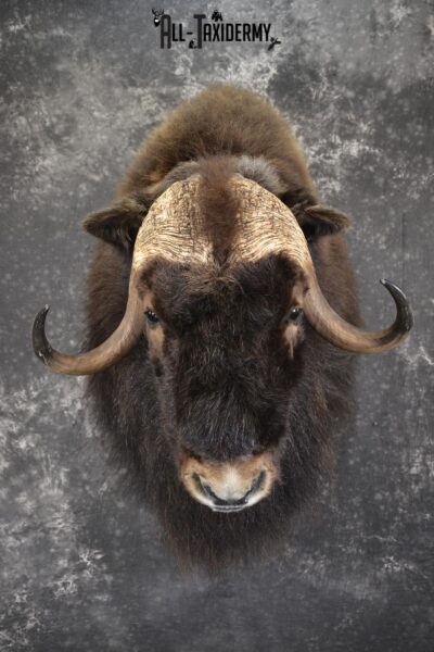 Musk Ox taxidermy shoulder mount for sale SKU 1913