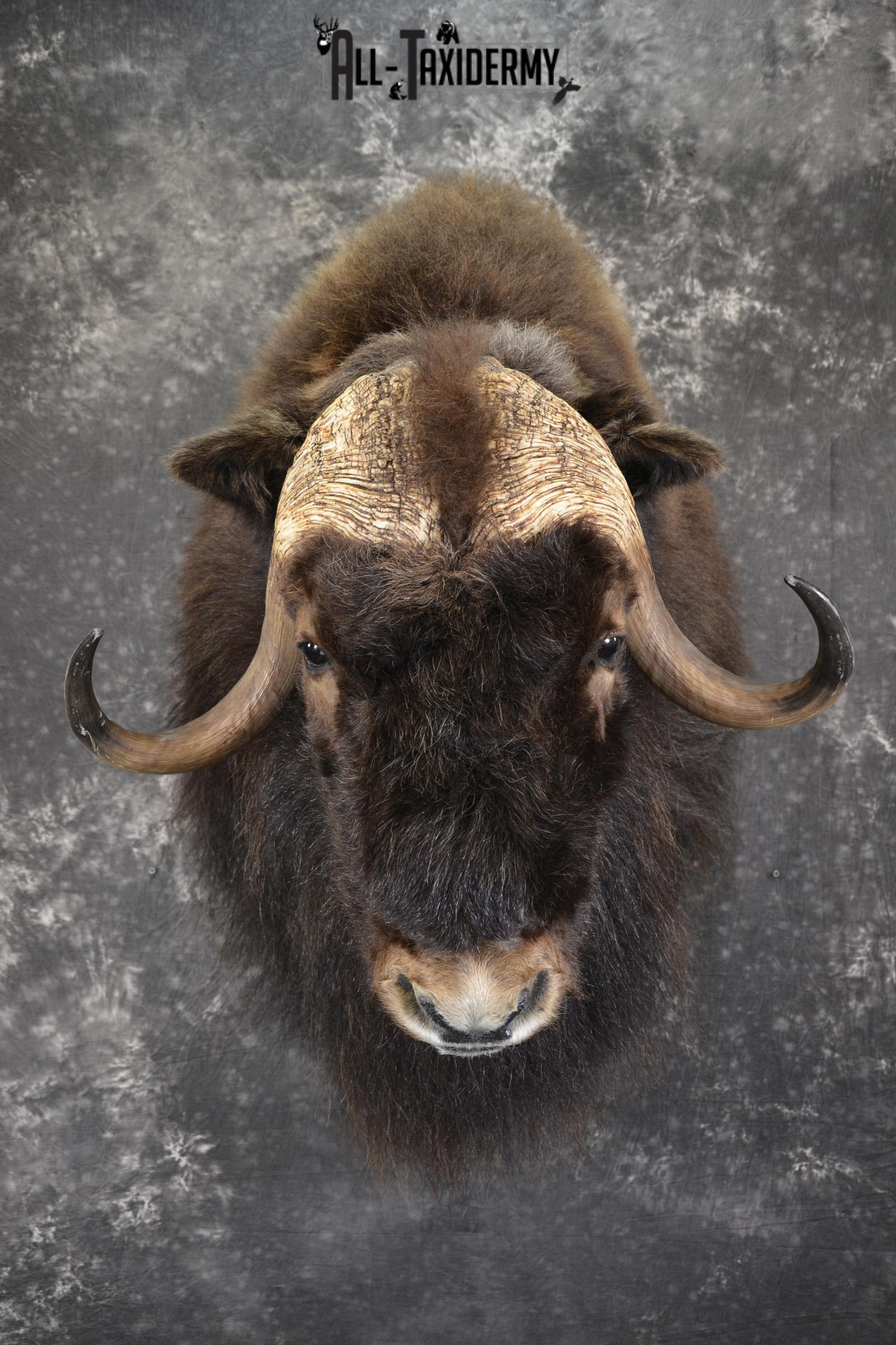 Musk Ox taxidermy shoulder mount for sale SKU 1913