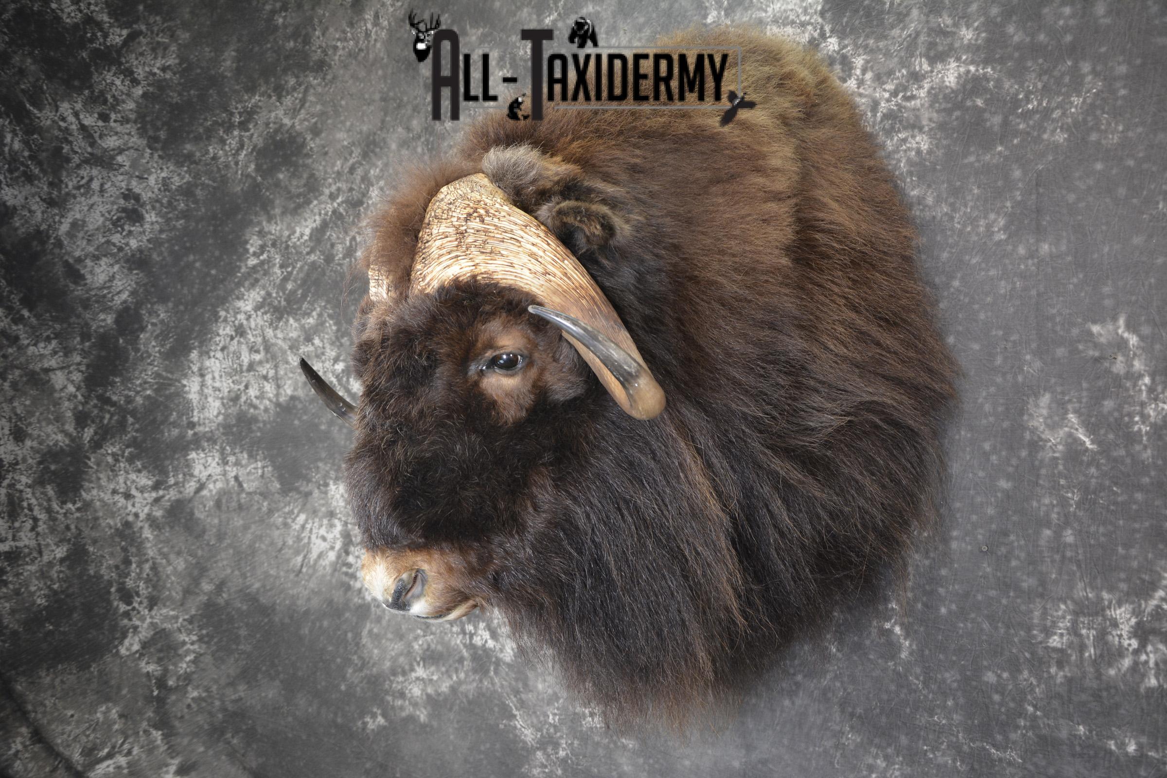 Musk Ox taxidermy shoulder mount for sale SKU 1913 - Image 8