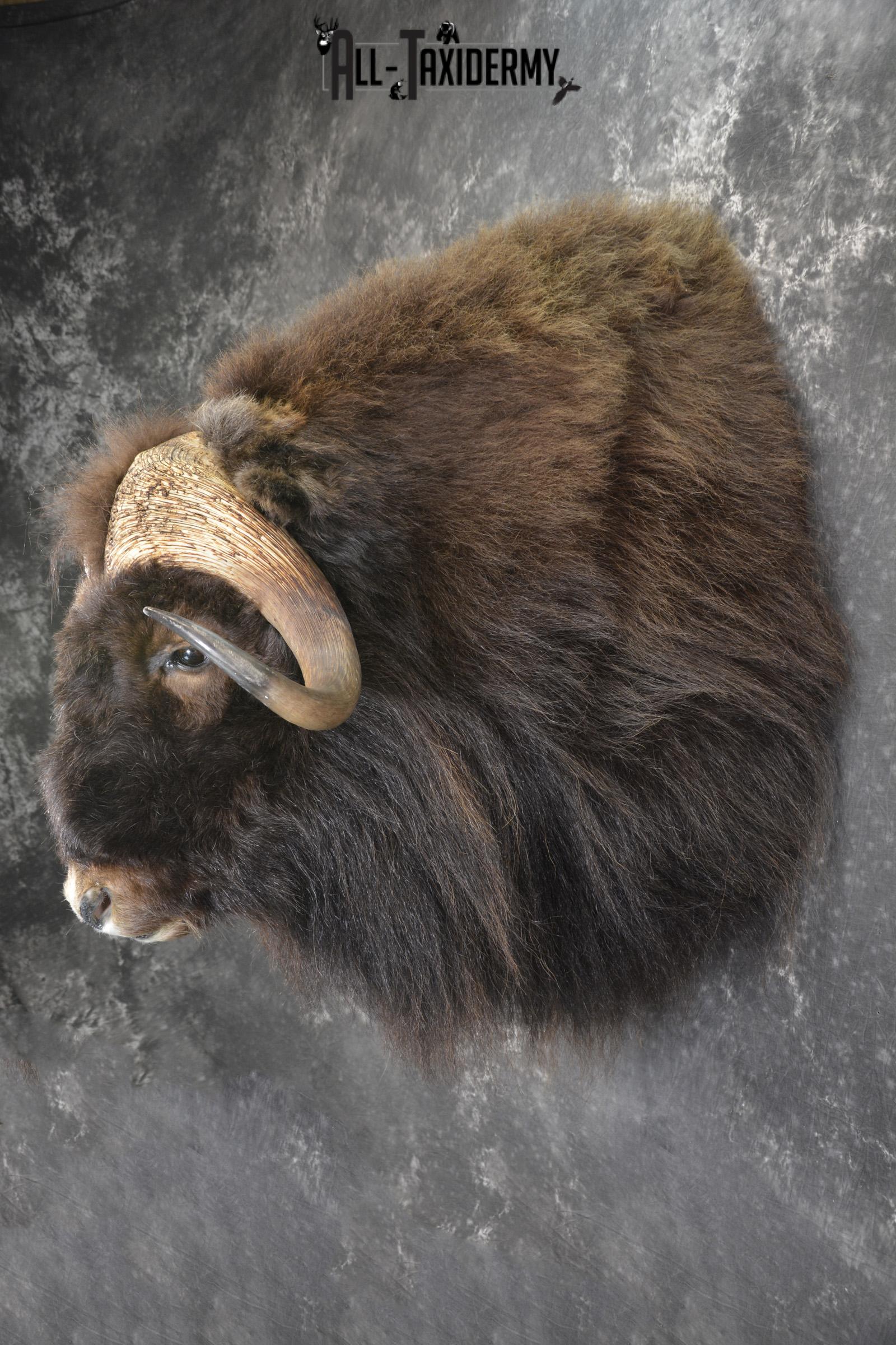 Musk Ox taxidermy shoulder mount for sale SKU 1913 - Image 7