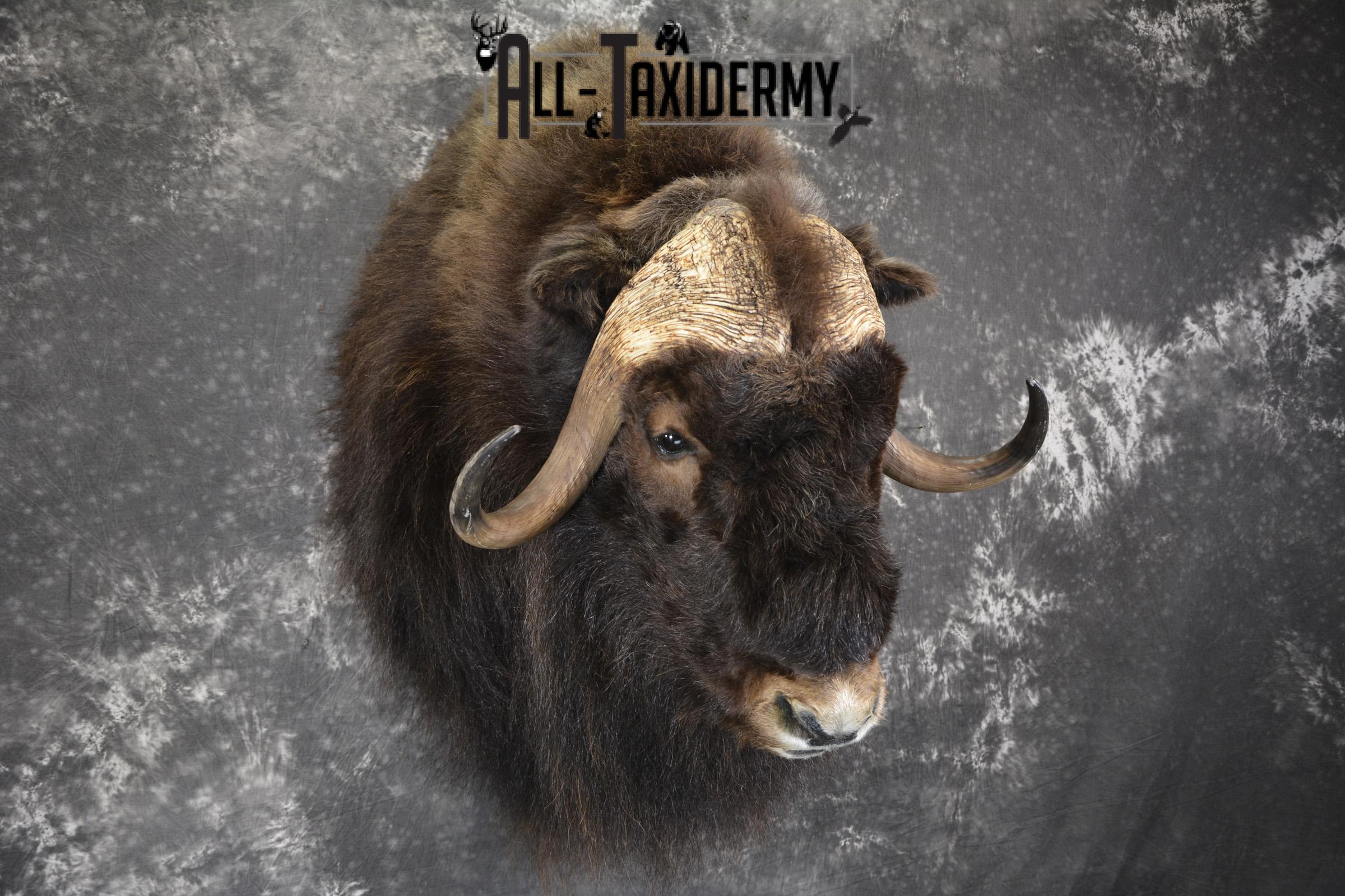 Musk Ox taxidermy shoulder mount for sale SKU 1913 - Image 6