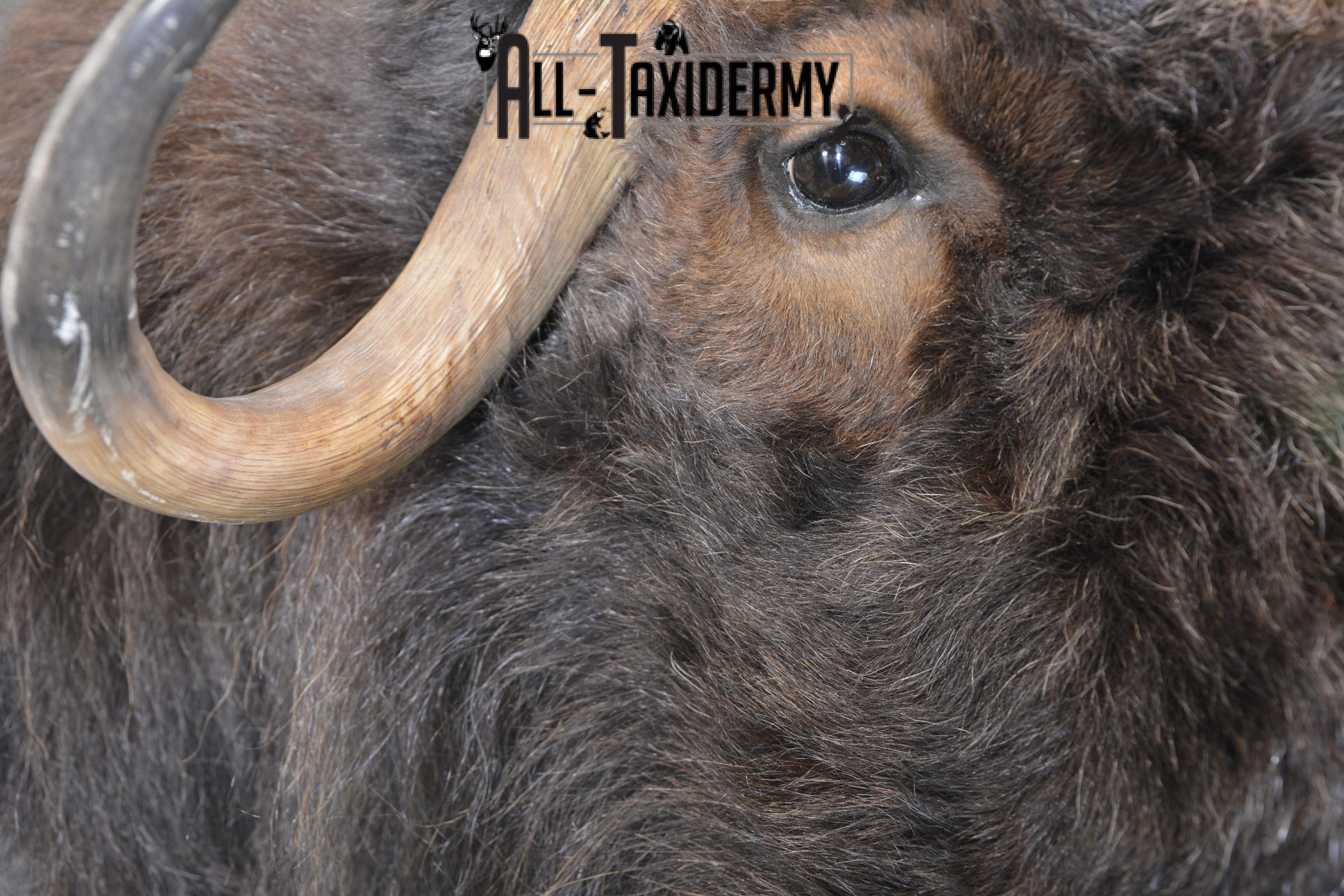 Musk Ox taxidermy shoulder mount for sale SKU 1913 - Image 4