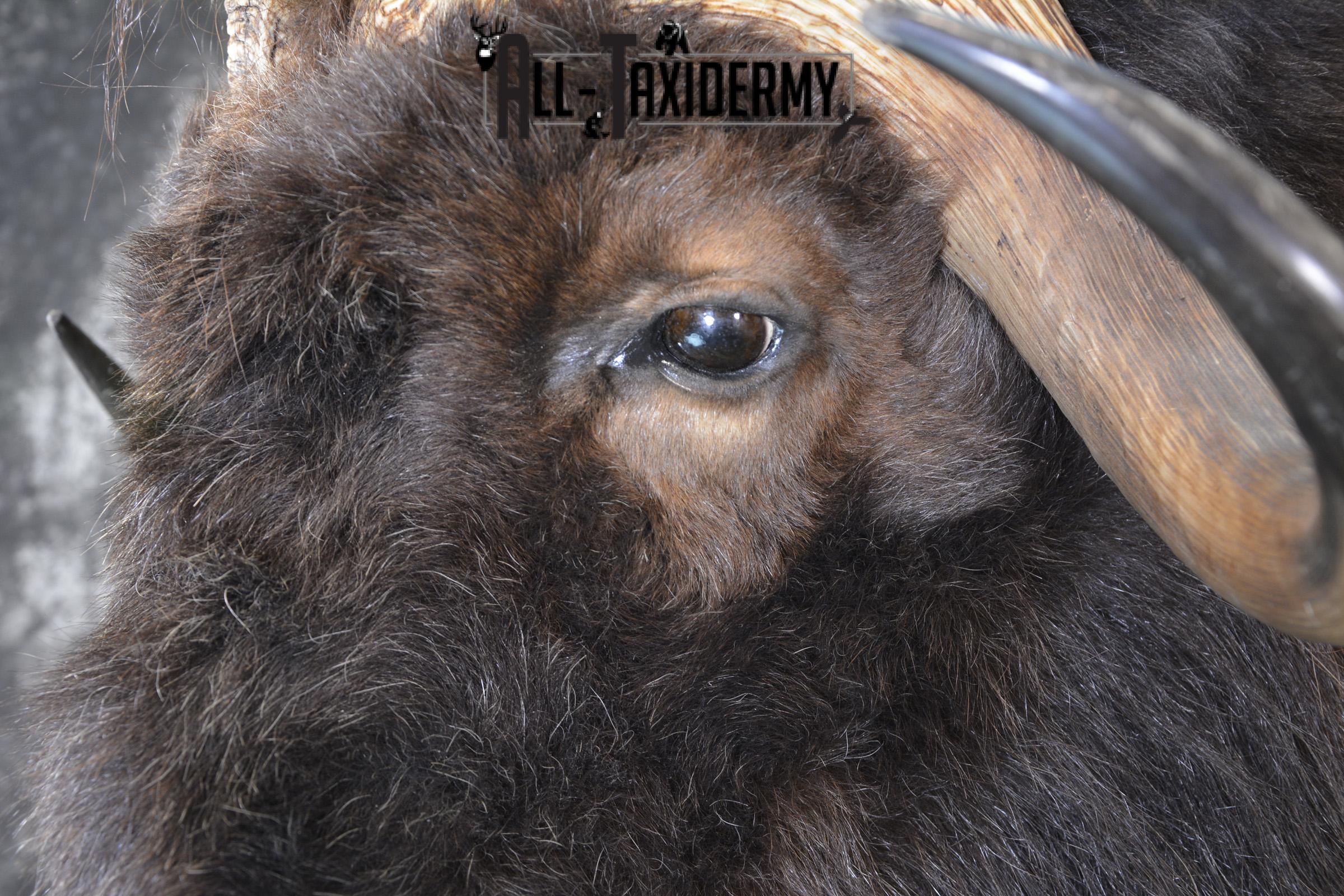 Musk Ox taxidermy shoulder mount for sale SKU 1913 - Image 3