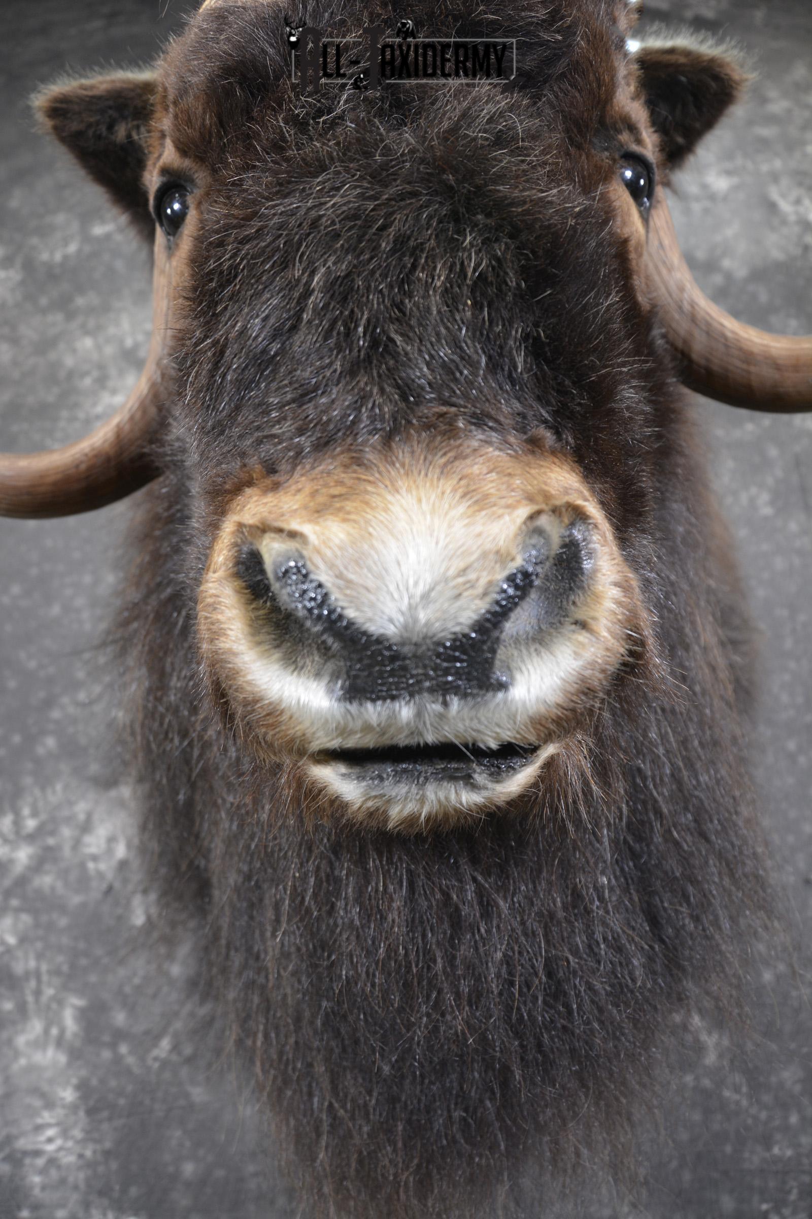 Musk Ox taxidermy shoulder mount for sale SKU 1913 - Image 2