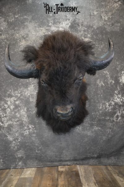 Bison taxidermy shoulder mount for sale SKU 1884