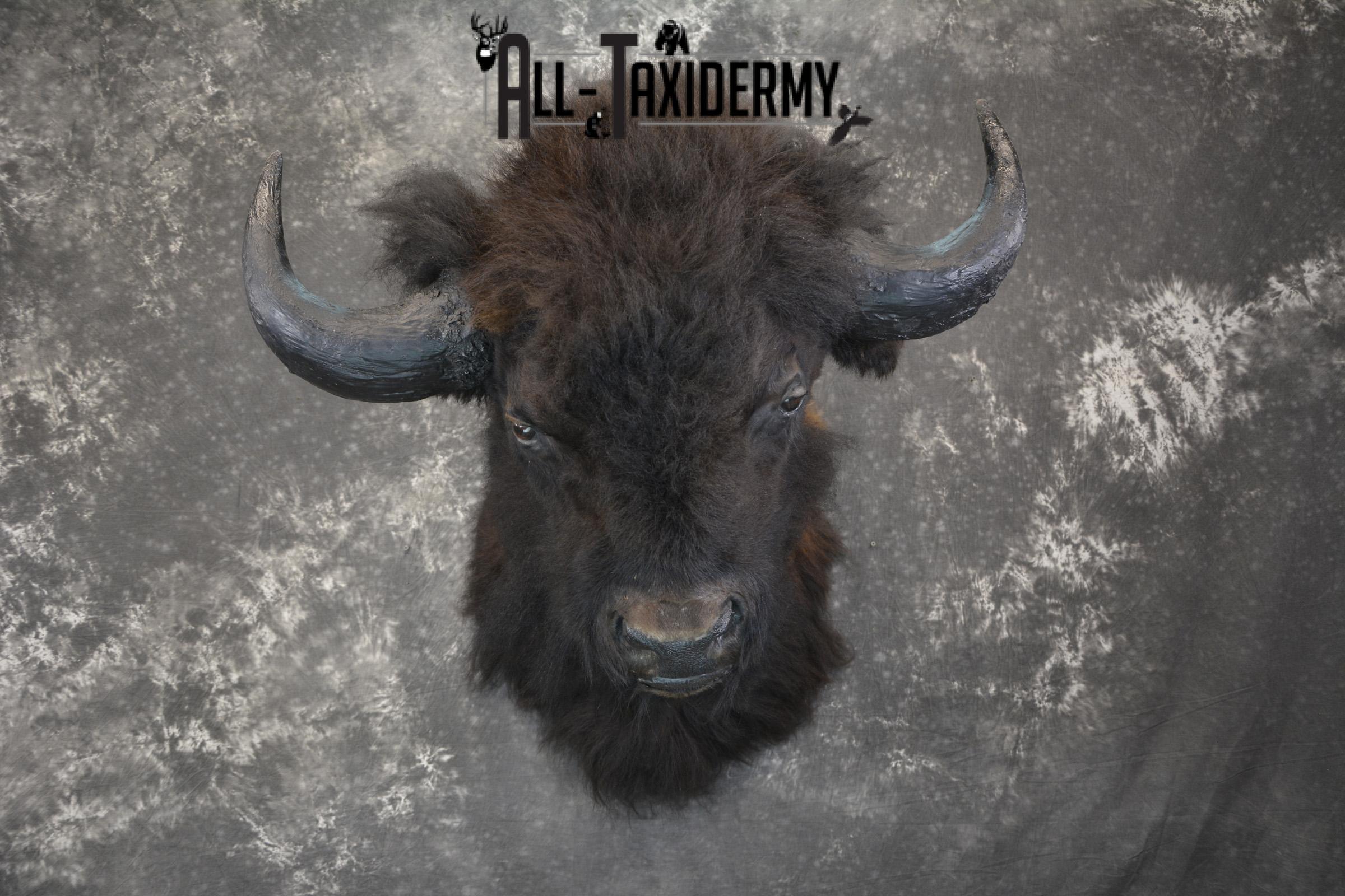 Bison taxidermy shoulder mount for sale SKU 1884 - Image 6