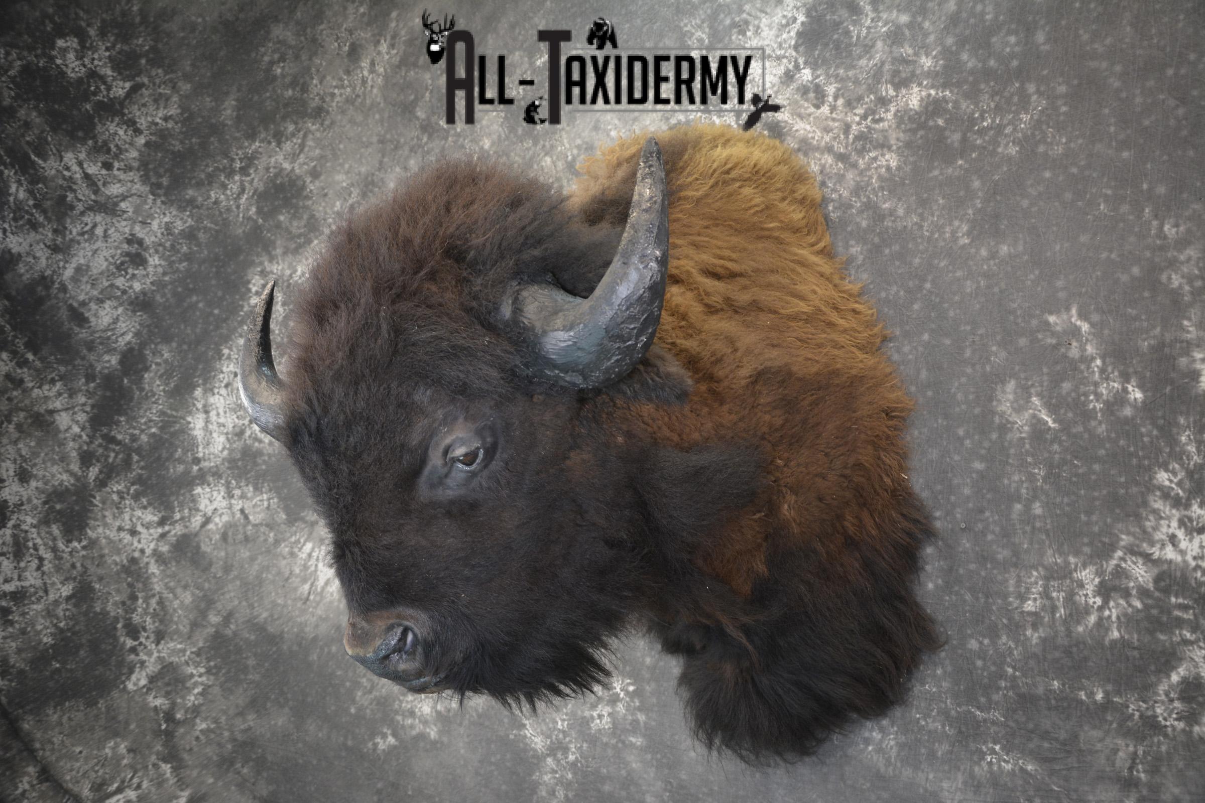 Bison taxidermy shoulder mount for sale SKU 1884 - Image 5