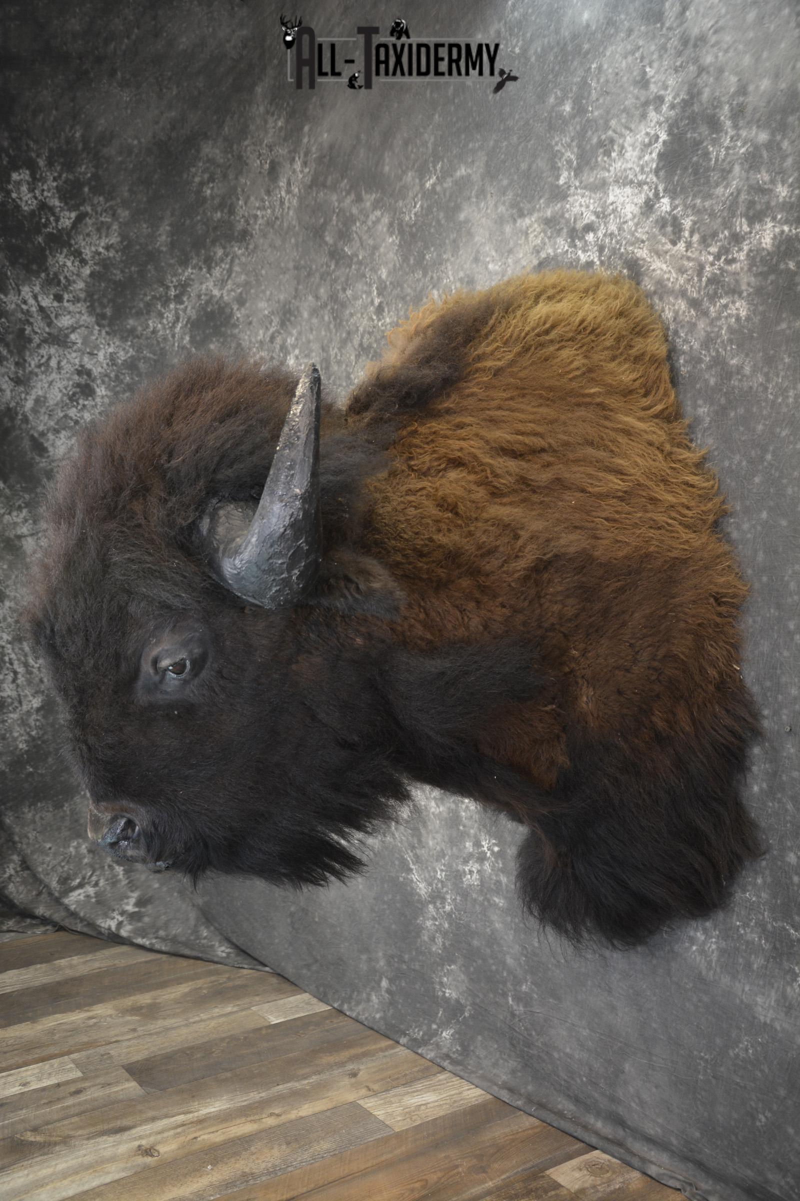 Bison taxidermy shoulder mount for sale SKU 1884 - Image 4