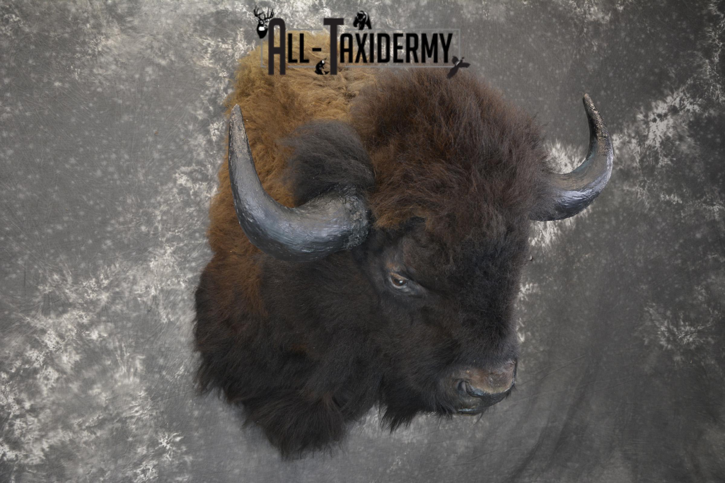 Bison taxidermy shoulder mount for sale SKU 1884 - Image 3