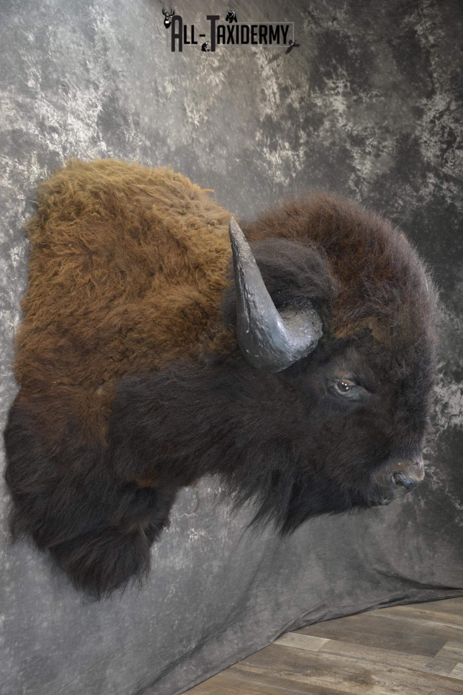 Bison taxidermy shoulder mount for sale SKU 1884 - Image 2