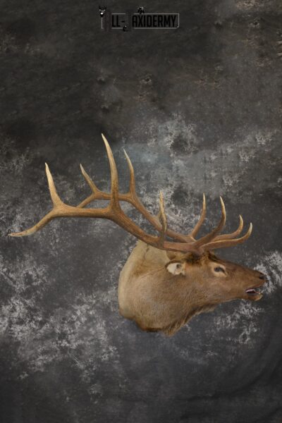 Bugling Bull Elk taxidermy shoulder ount for sale SKU 1890