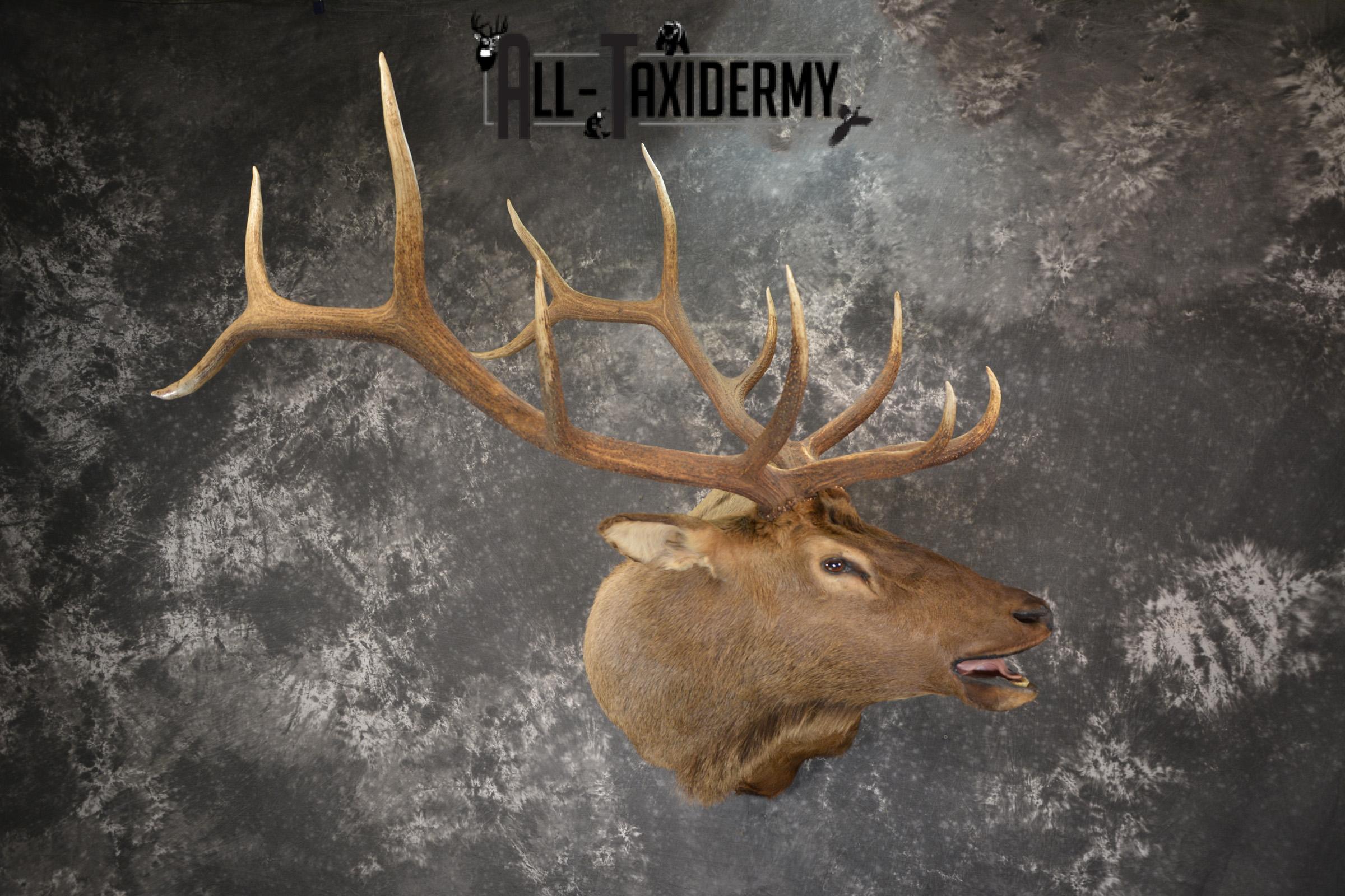 Bugling Bull Elk taxidermy shoulder ount for sale SKU 1890 - Image 11