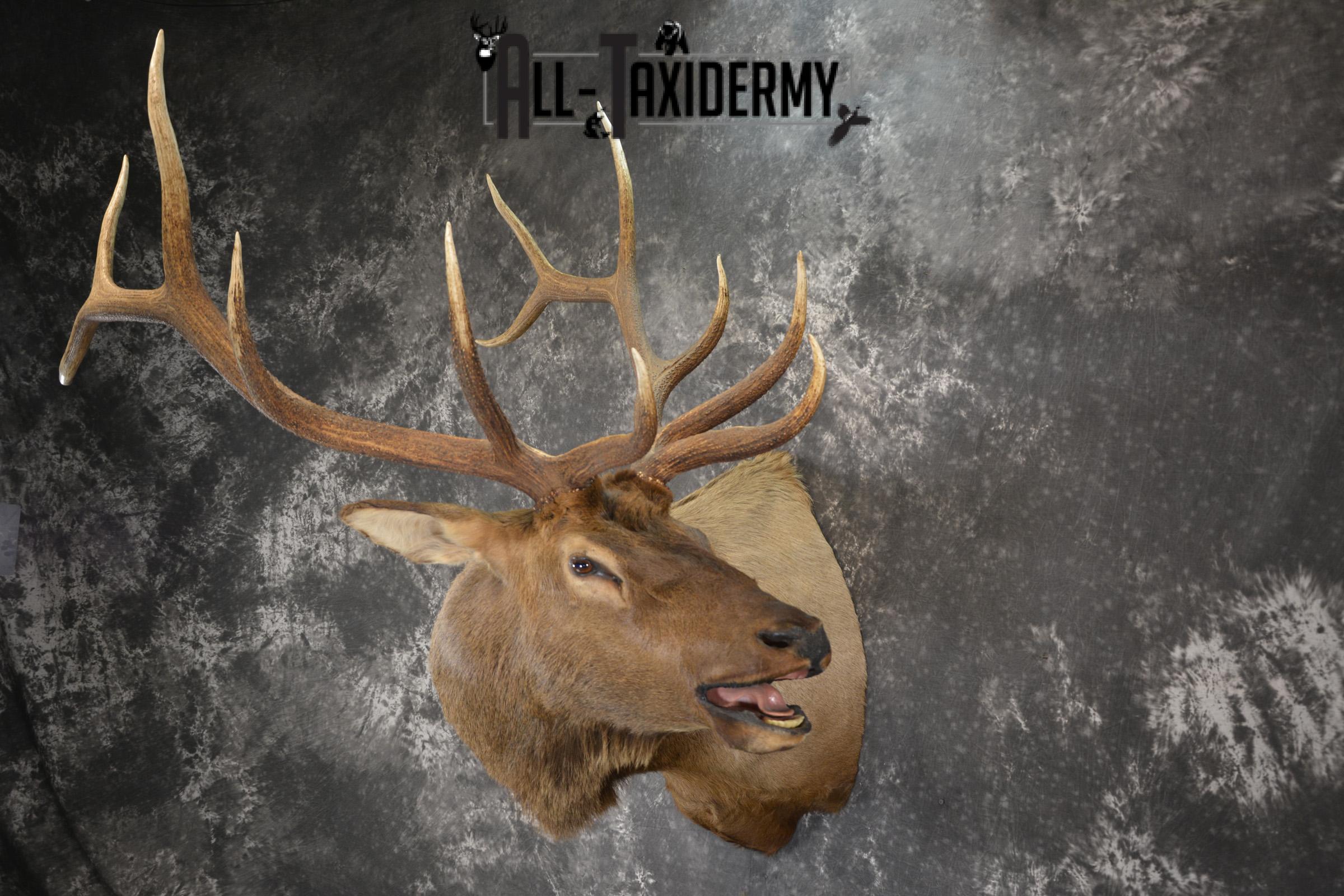 Bugling Bull Elk taxidermy shoulder ount for sale SKU 1890 - Image 10
