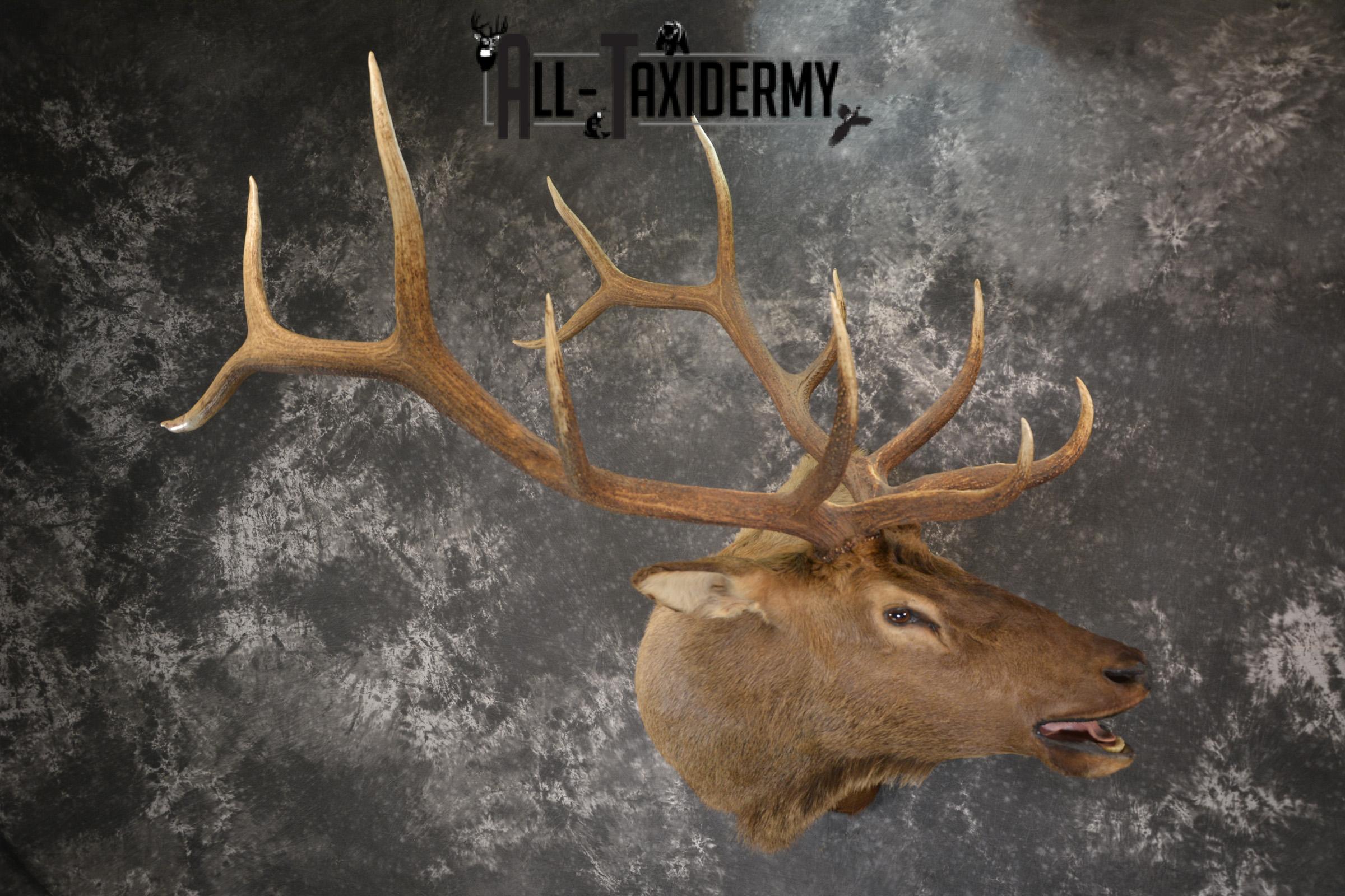 Bugling Bull Elk taxidermy shoulder ount for sale SKU 1890 - Image 9