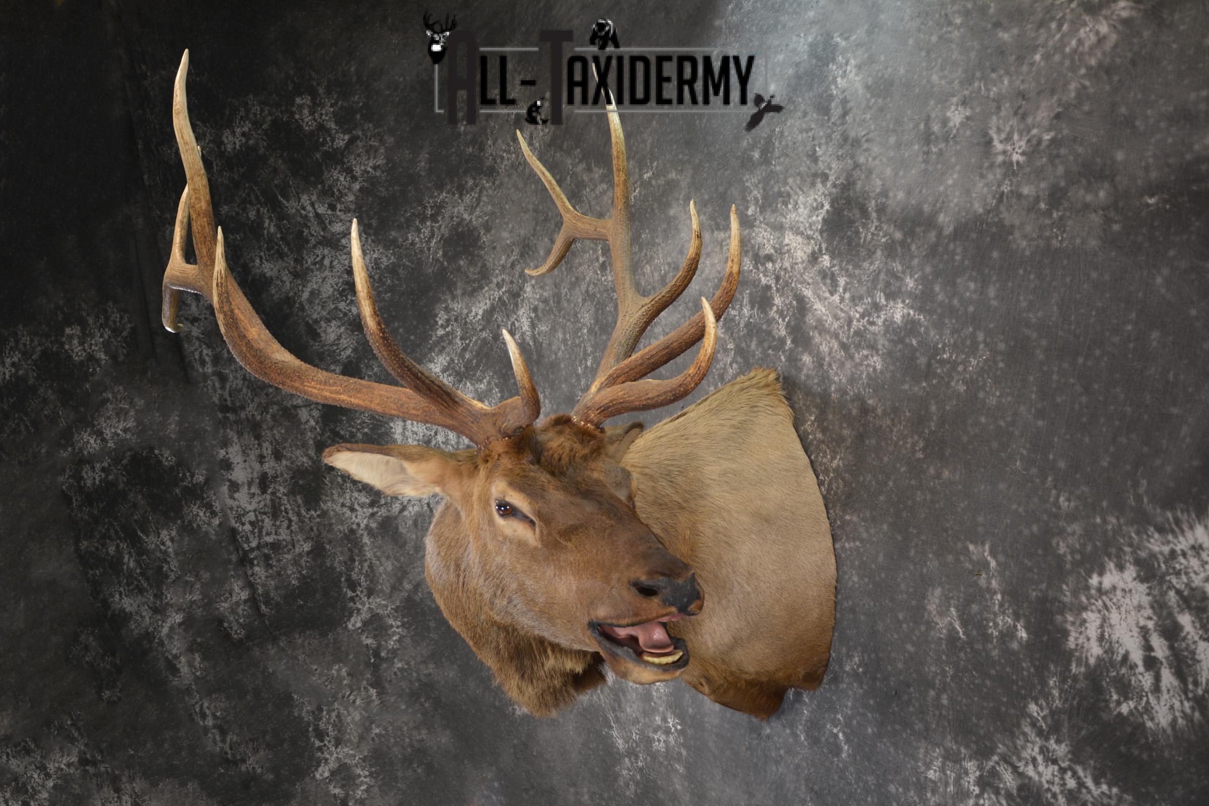 Bugling Bull Elk taxidermy shoulder ount for sale SKU 1890 - Image 8