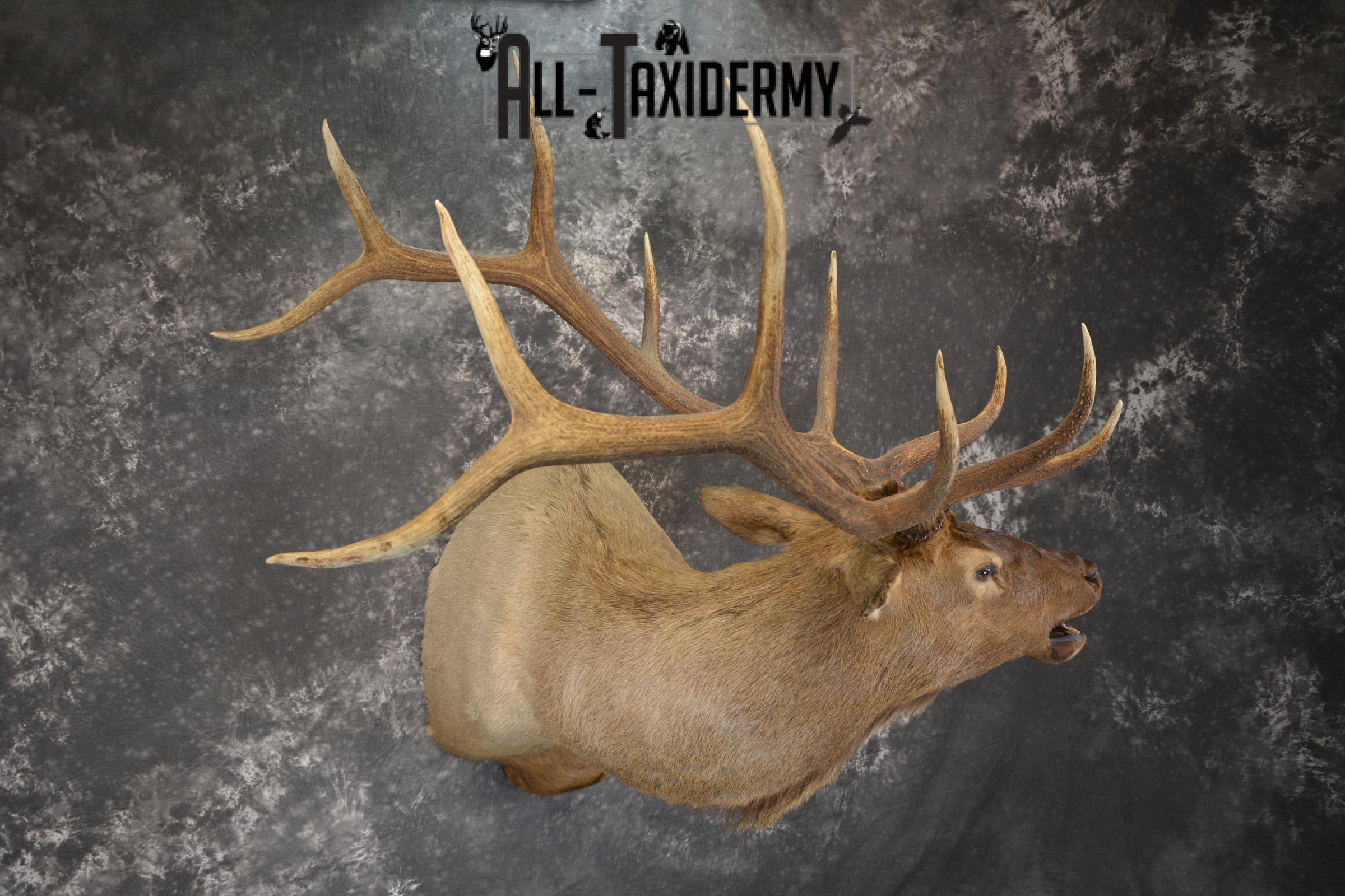 Bugling Bull Elk taxidermy shoulder ount for sale SKU 1890 - Image 7