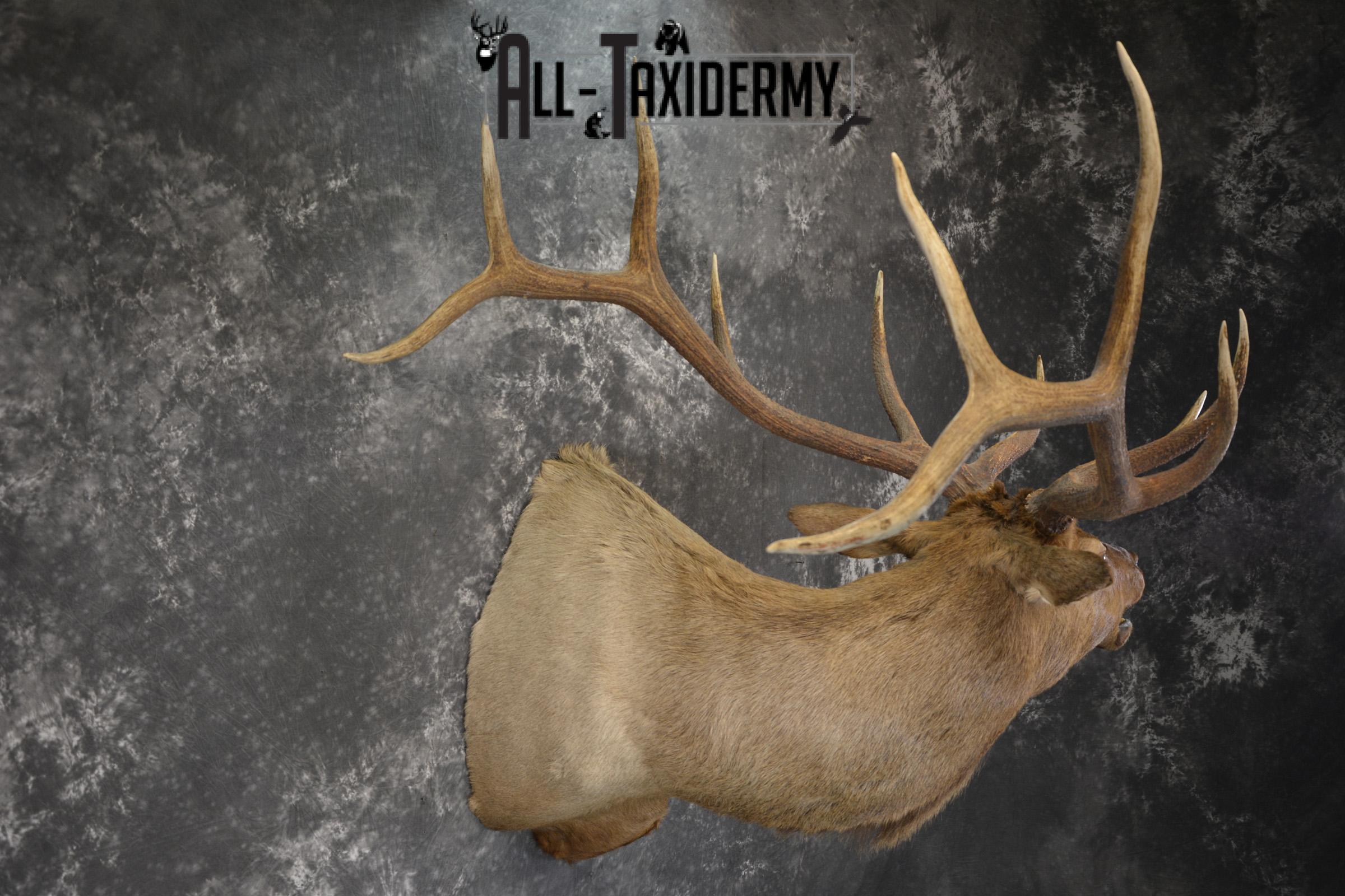 Bugling Bull Elk taxidermy shoulder ount for sale SKU 1890 - Image 6