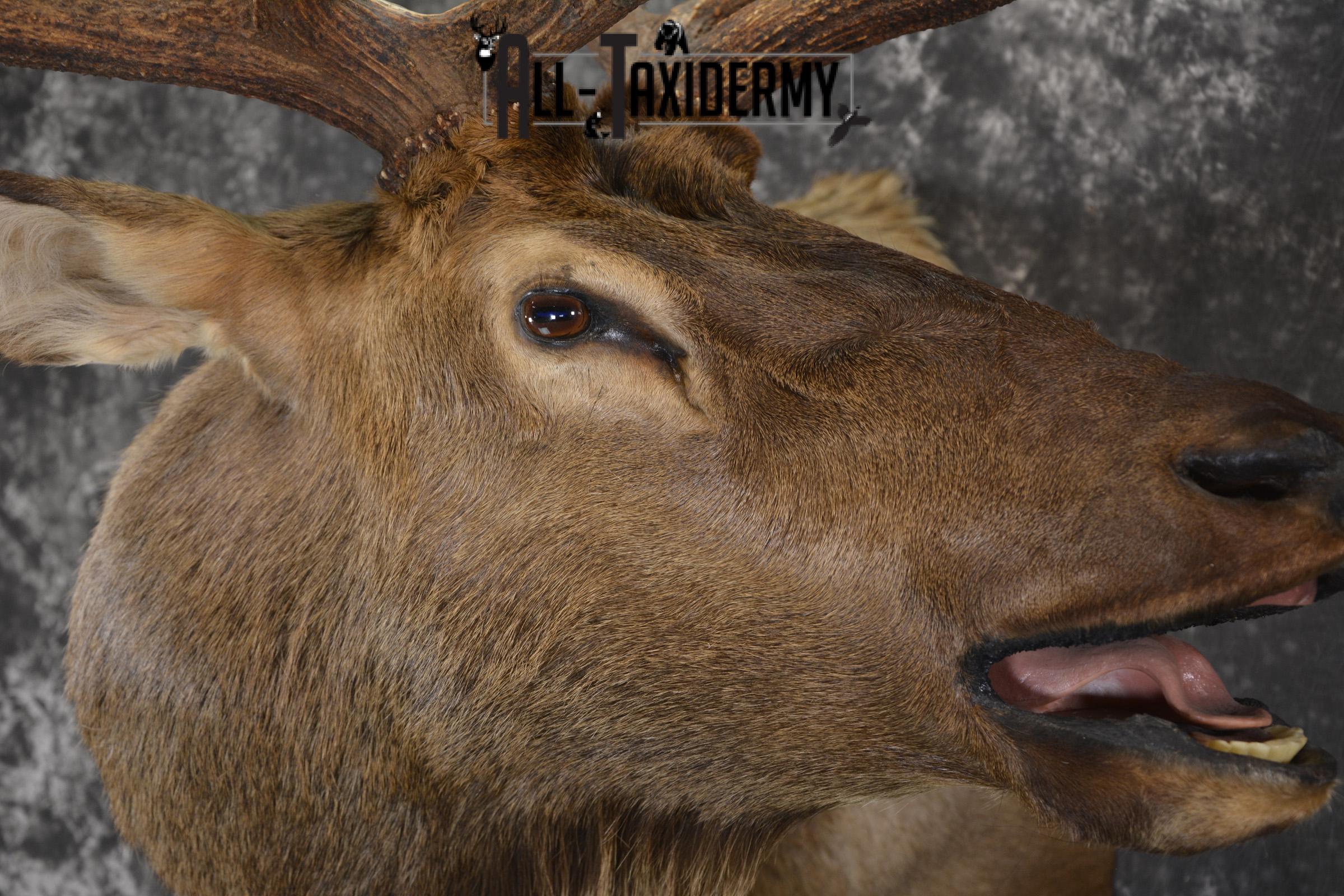 Bugling Bull Elk taxidermy shoulder ount for sale SKU 1890 - Image 5