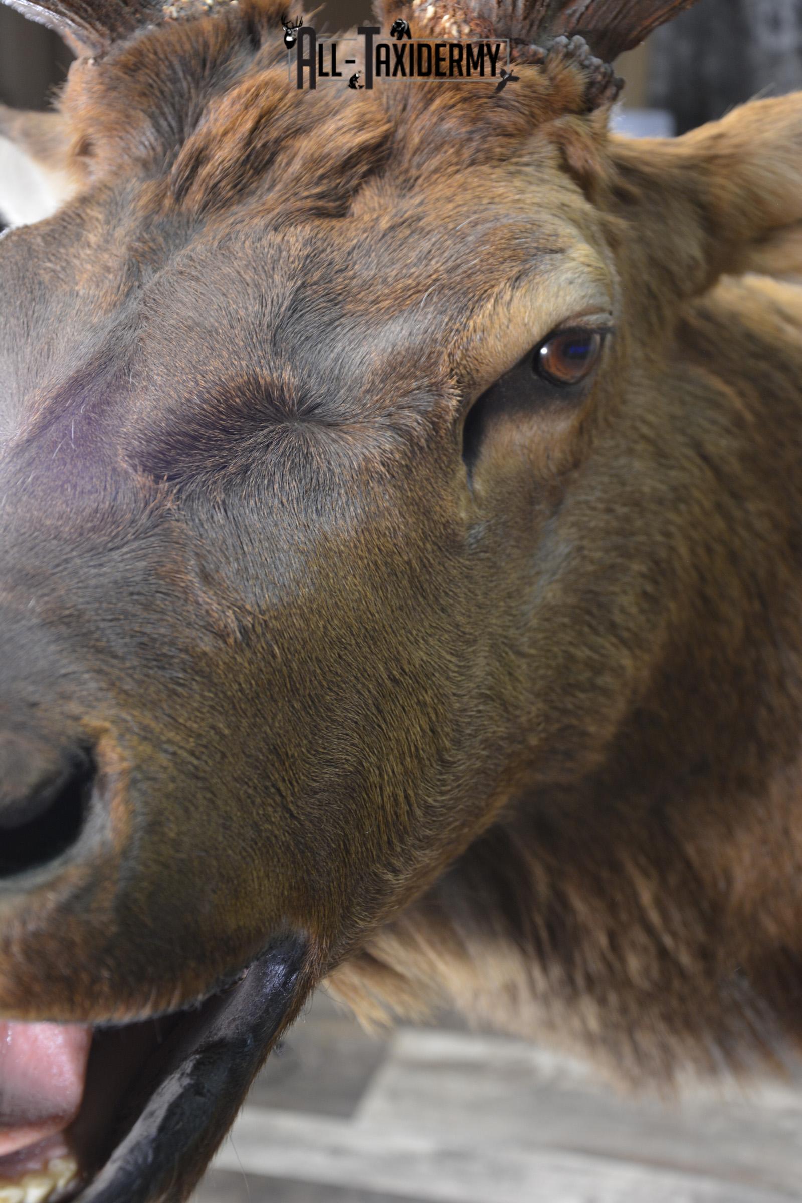 Bugling Bull Elk taxidermy shoulder ount for sale SKU 1890 - Image 4