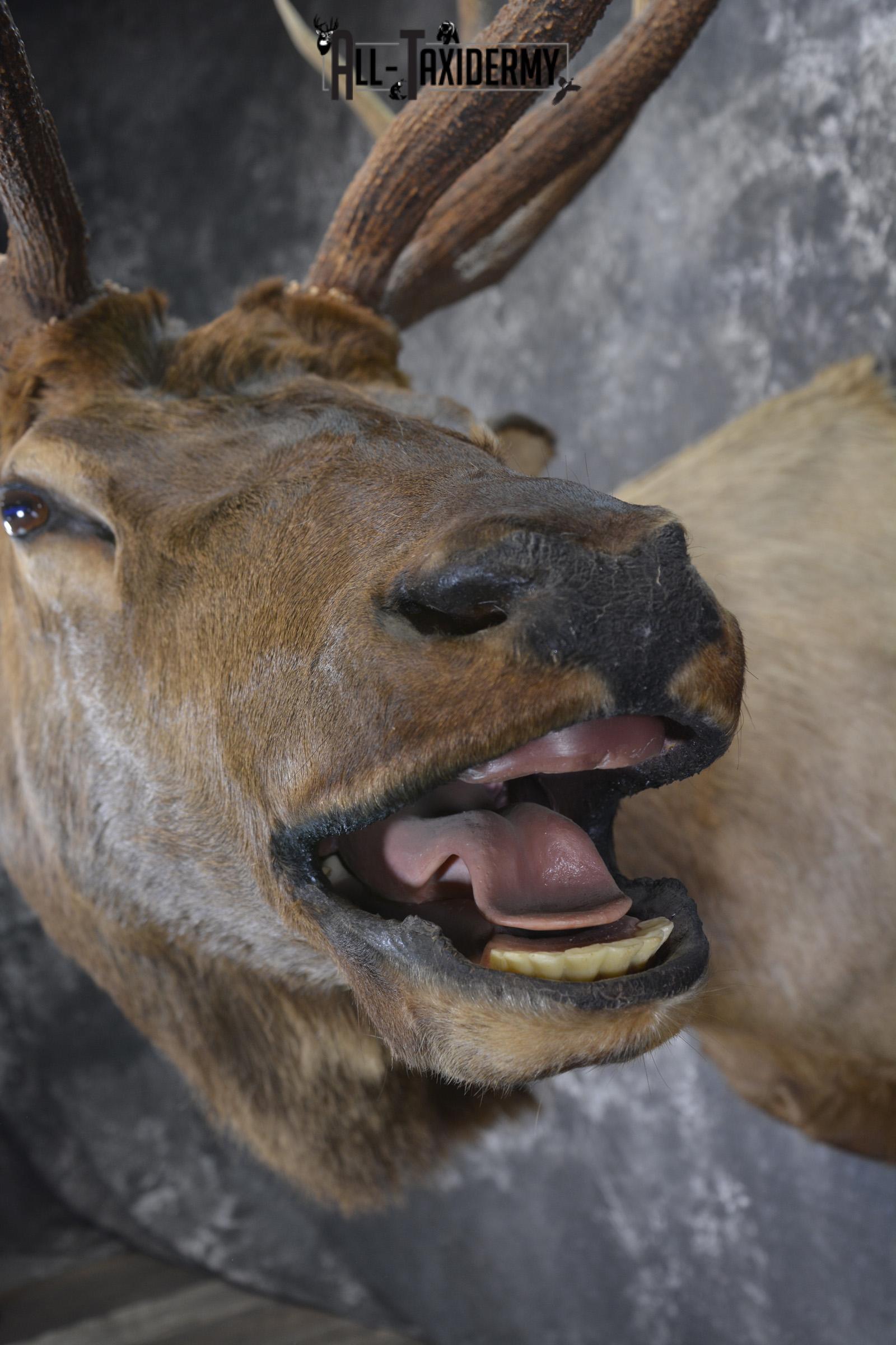 Bugling Bull Elk taxidermy shoulder ount for sale SKU 1890 - Image 3