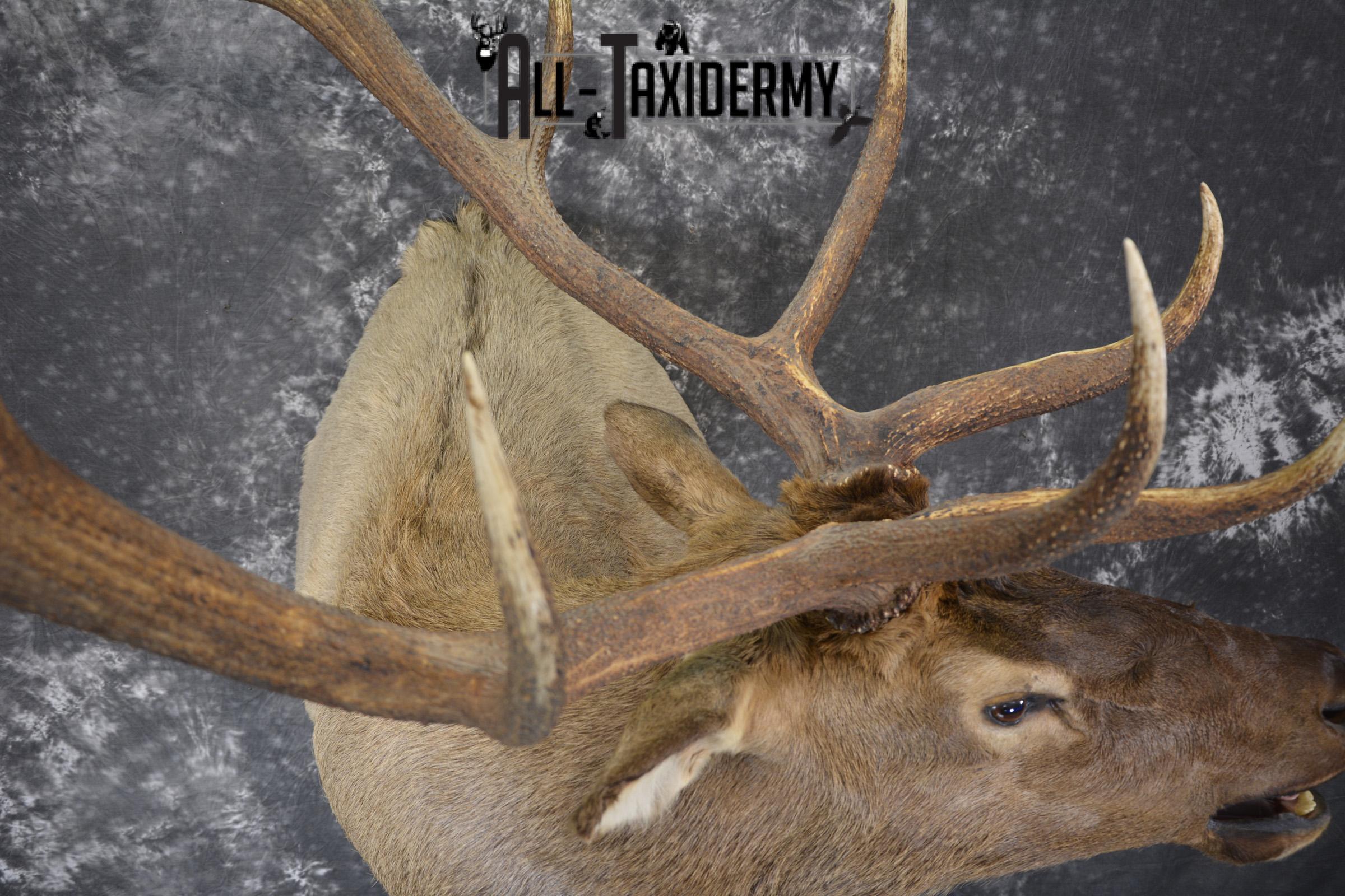 Bugling Bull Elk taxidermy shoulder ount for sale SKU 1890 - Image 2