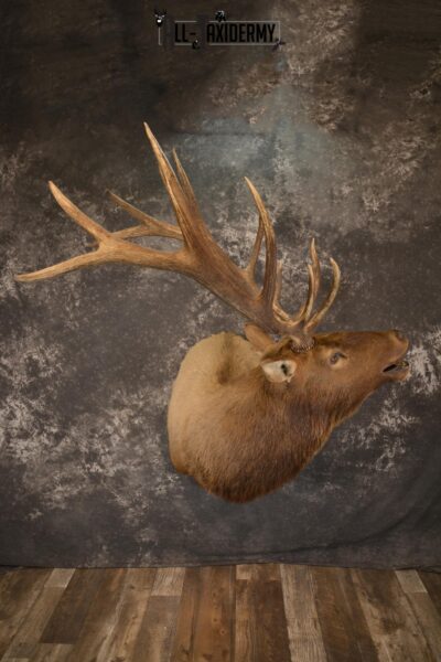 Bugling 7x6 Bull Elk taxidermy shoulder ount for sale SKU 1891