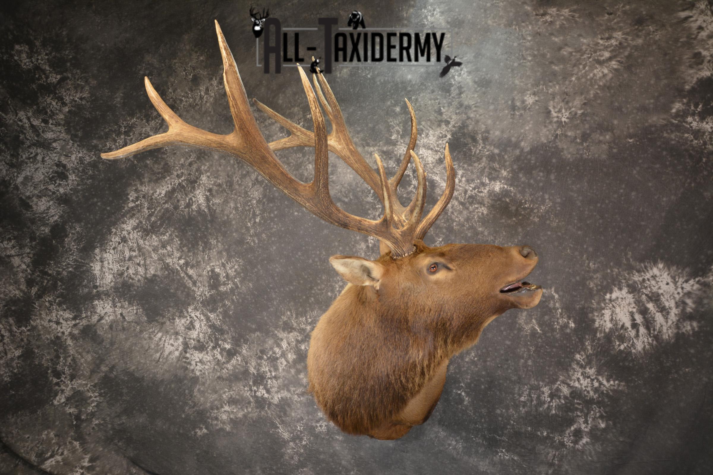Bugling 7x6 Bull Elk taxidermy shoulder ount for sale SKU 1891 - Image 8