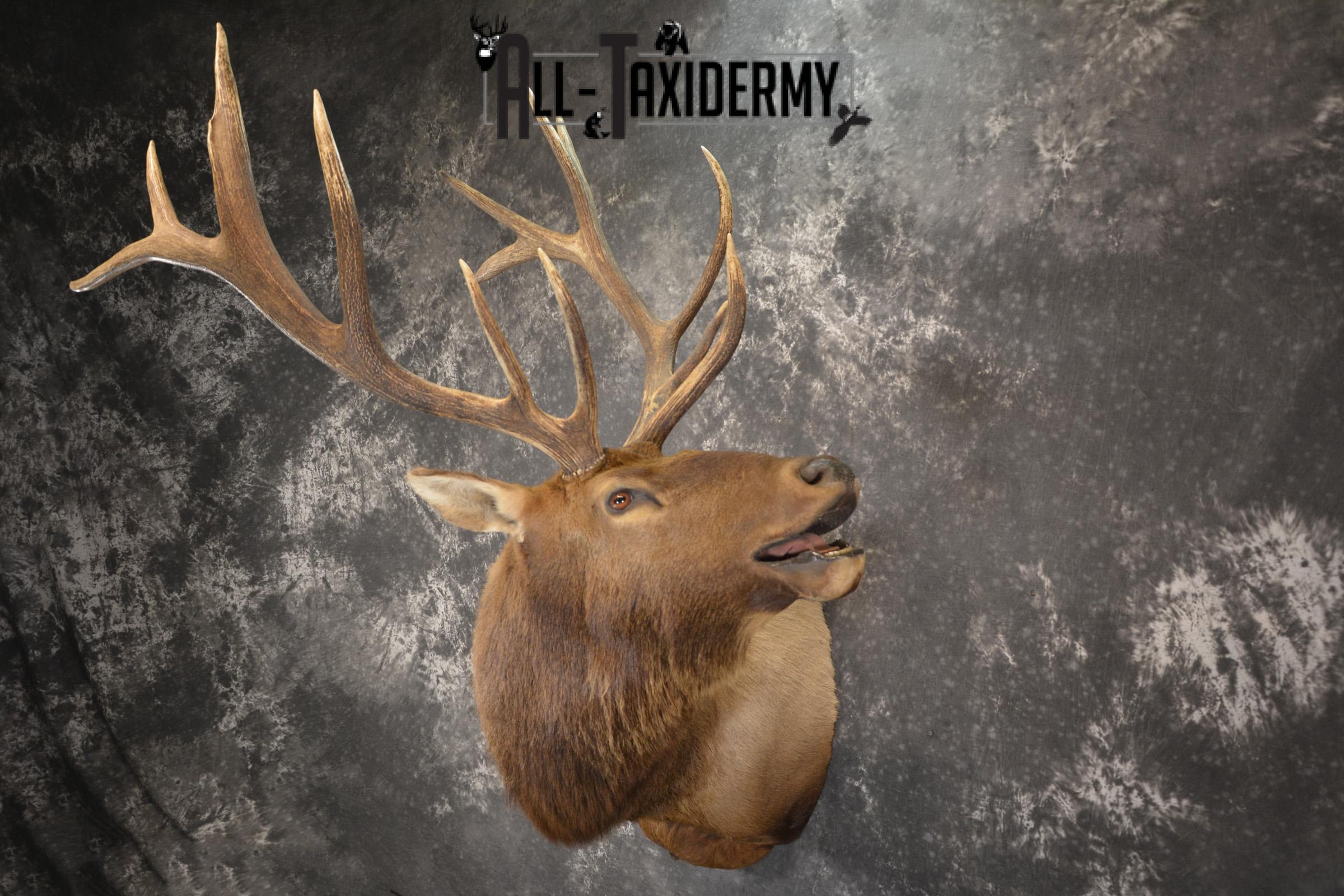 Bugling 7x6 Bull Elk taxidermy shoulder ount for sale SKU 1891 - Image 7