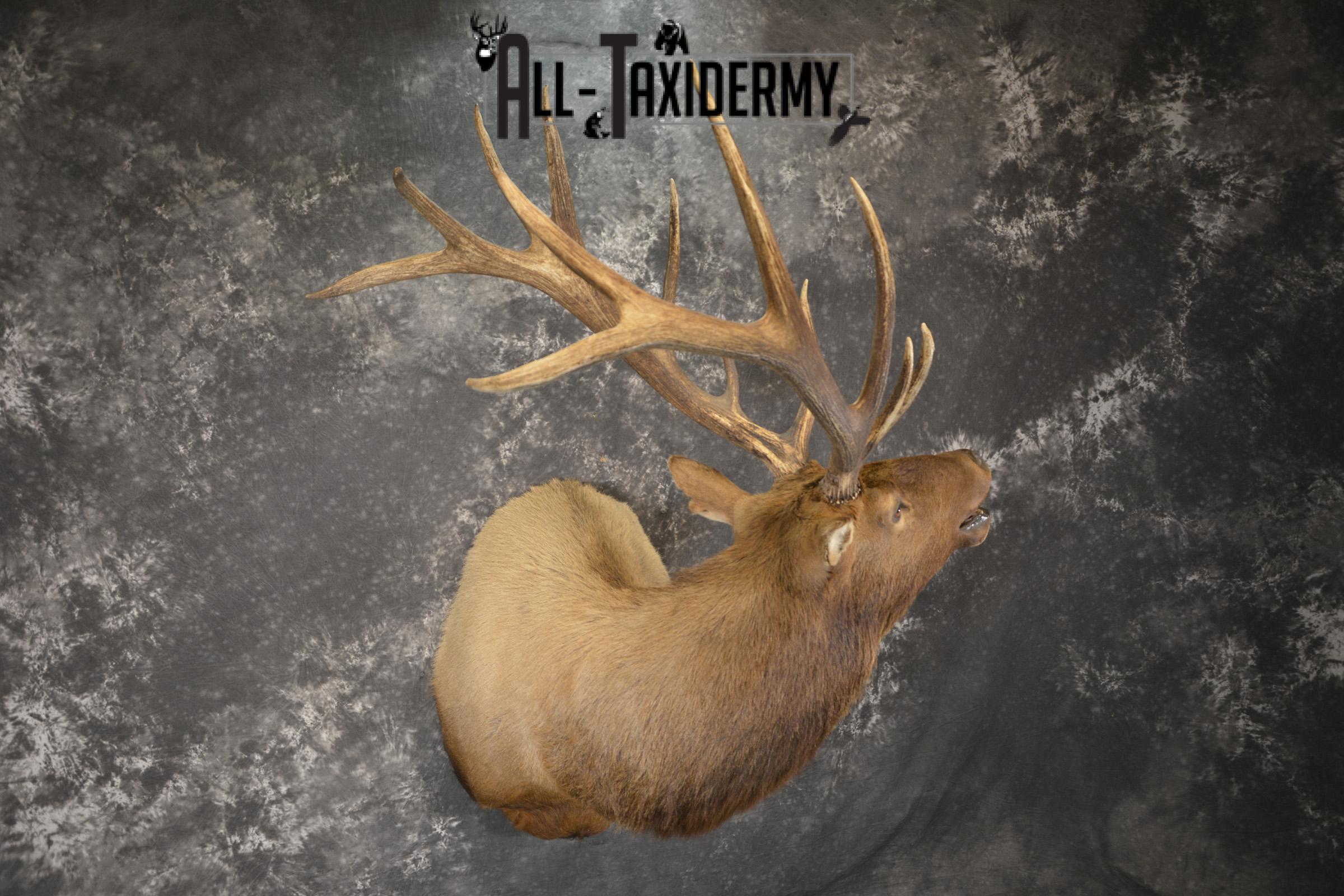 Bugling 7x6 Bull Elk taxidermy shoulder ount for sale SKU 1891 - Image 6