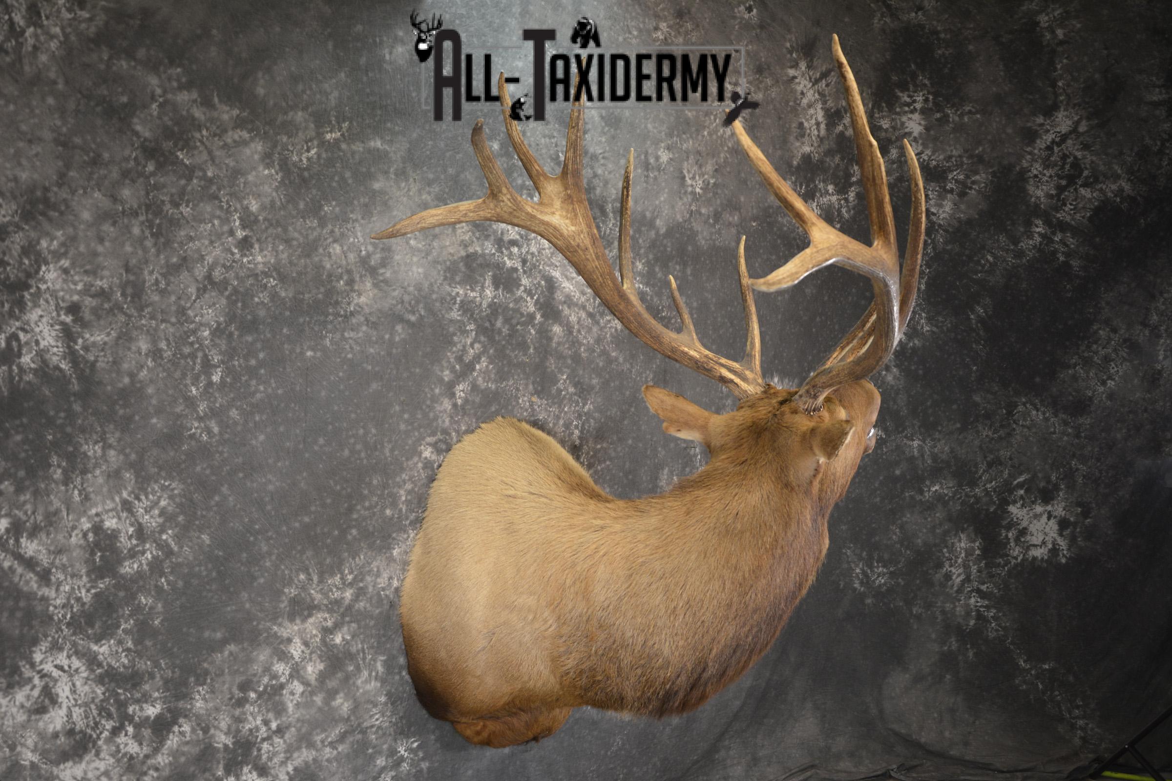 Bugling 7x6 Bull Elk taxidermy shoulder ount for sale SKU 1891 - Image 5