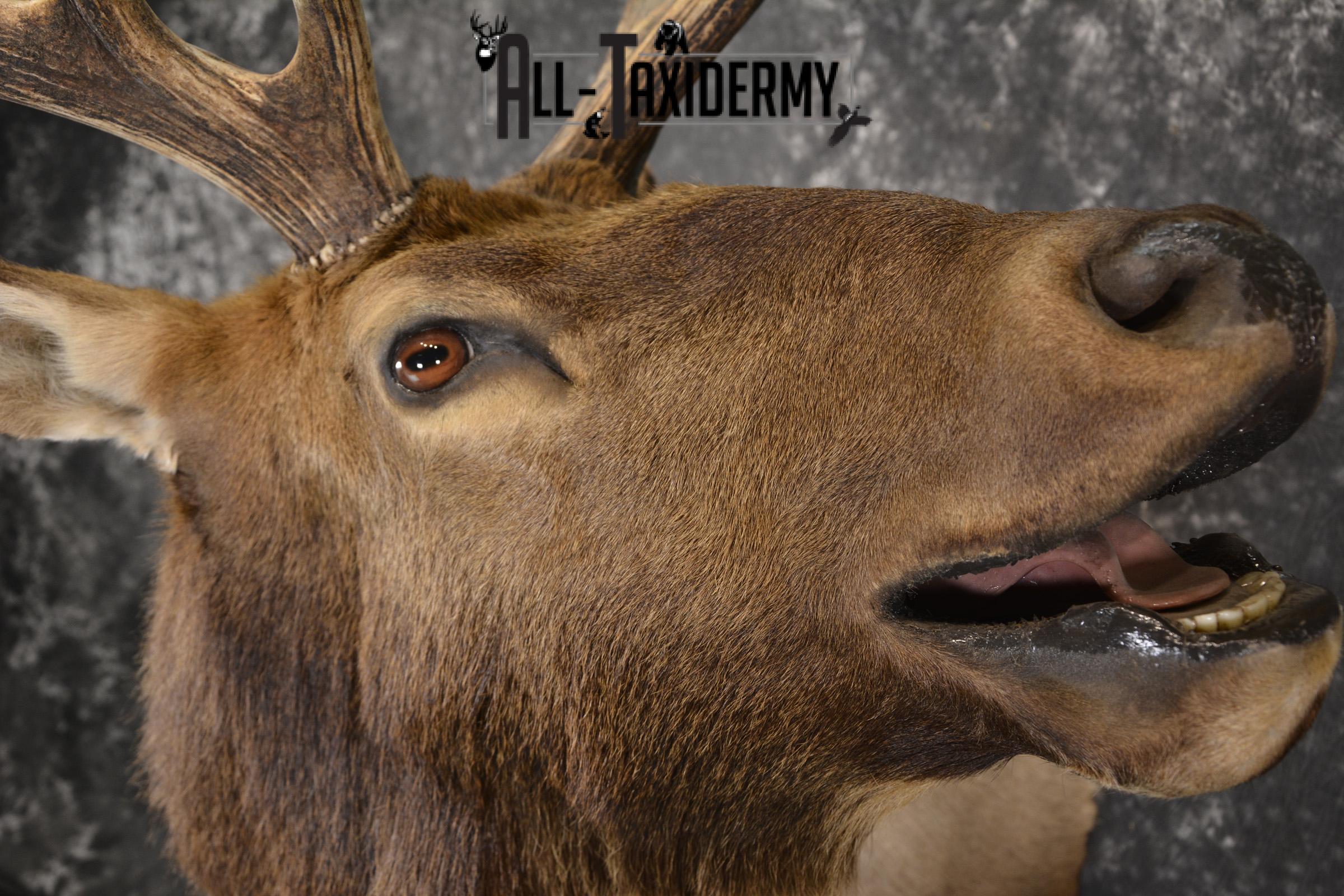 Bugling 7x6 Bull Elk taxidermy shoulder ount for sale SKU 1891 - Image 4