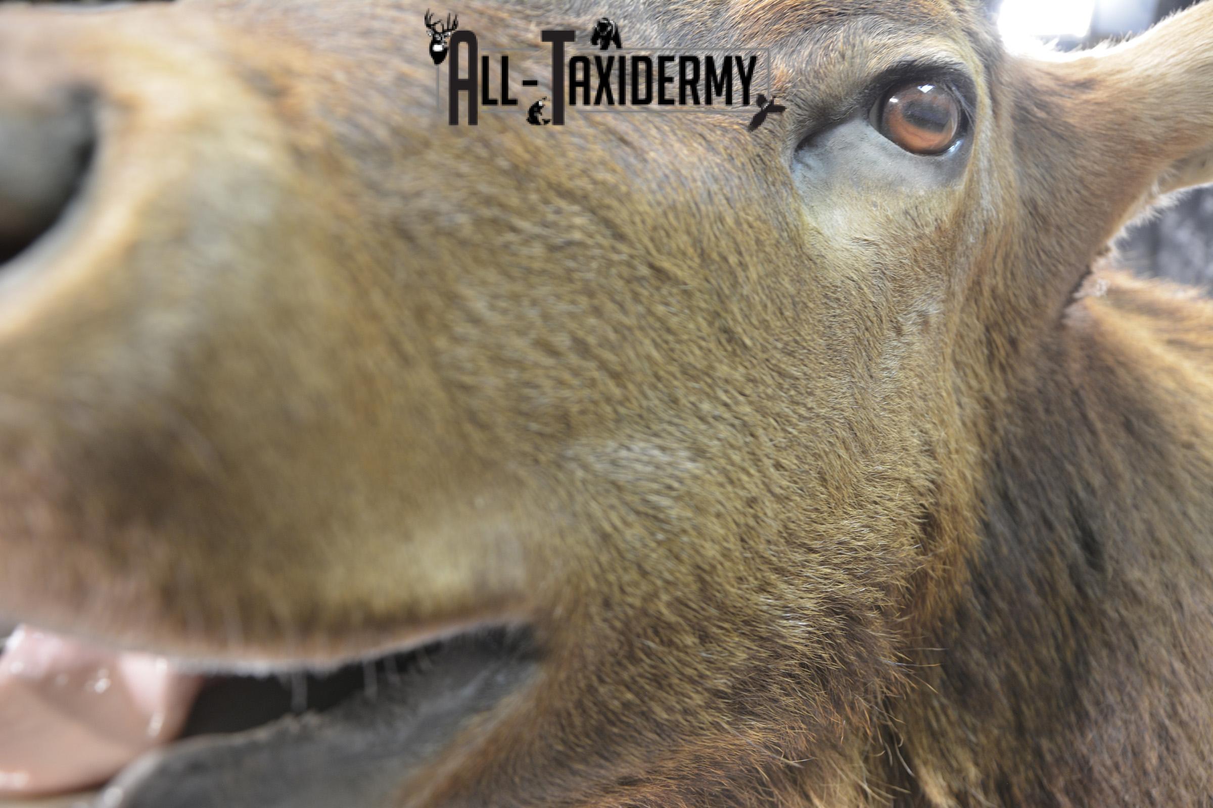 Bugling 7x6 Bull Elk taxidermy shoulder ount for sale SKU 1891 - Image 3