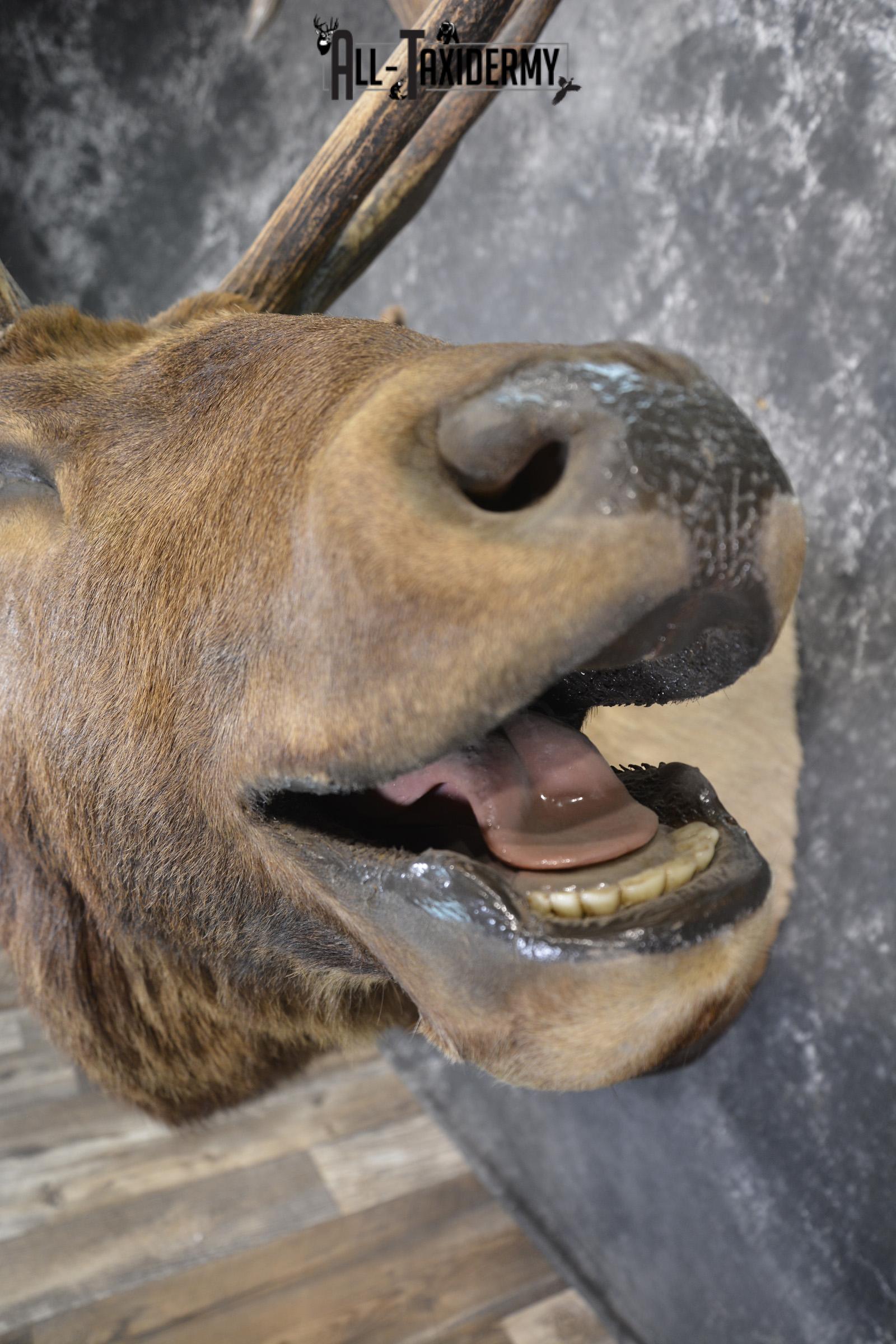 Bugling 7x6 Bull Elk taxidermy shoulder ount for sale SKU 1891 - Image 2