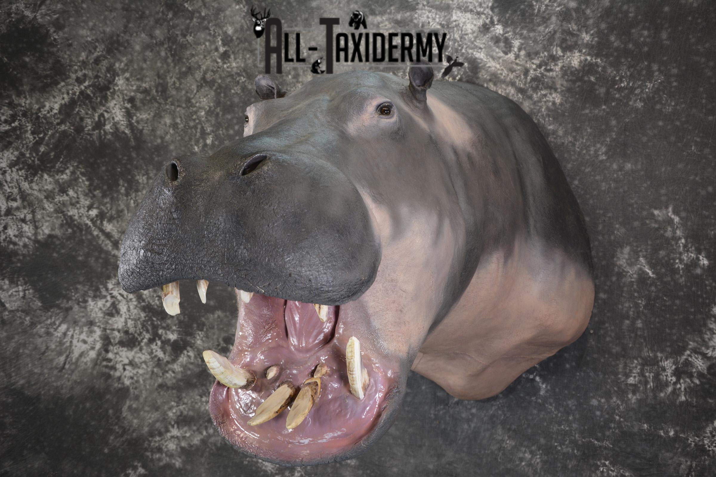 XXL Hippoptamus Taxidermy shoulder mount for sale SKU 1918 - Image 11