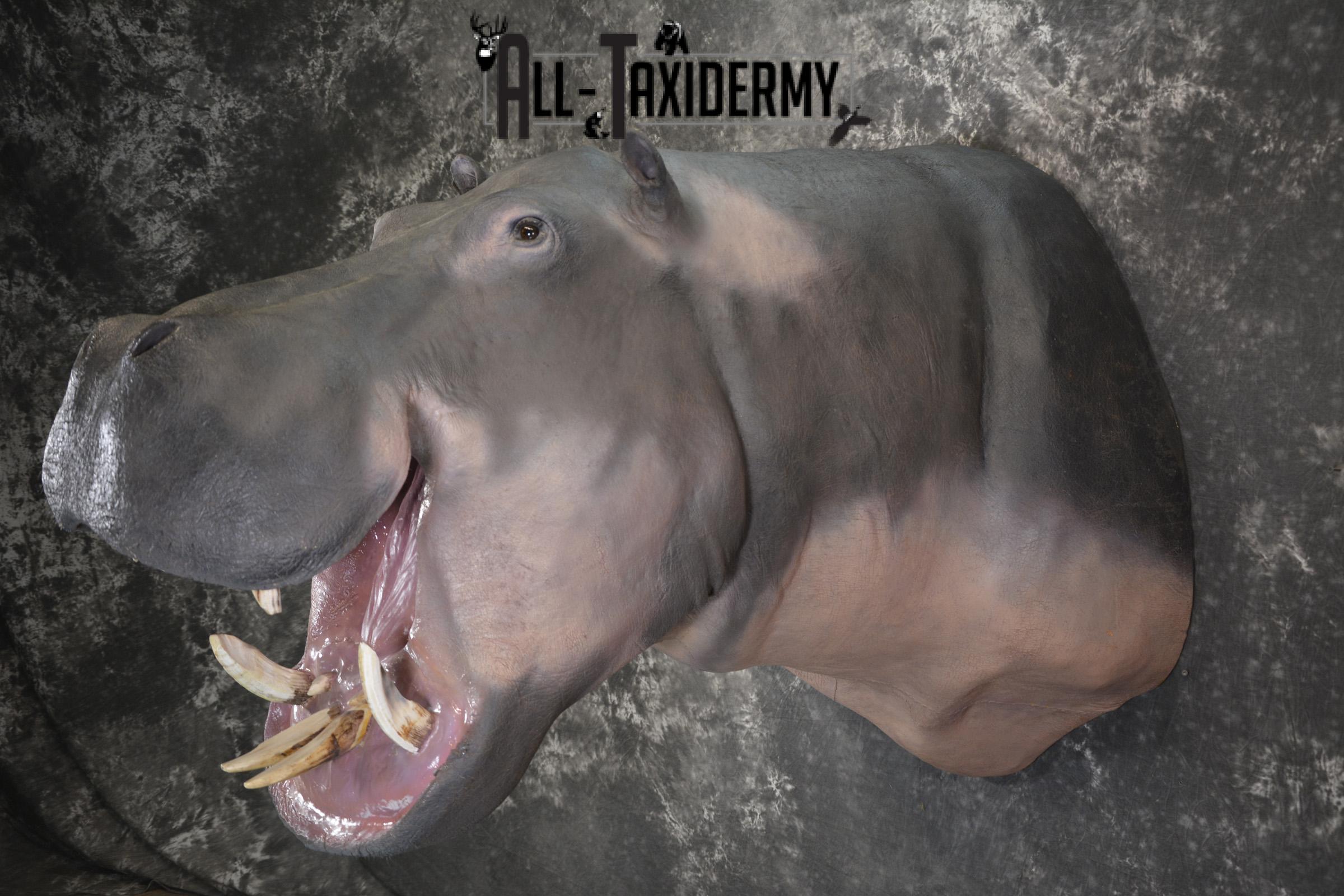 XXL Hippoptamus Taxidermy shoulder mount for sale SKU 1918 - Image 10
