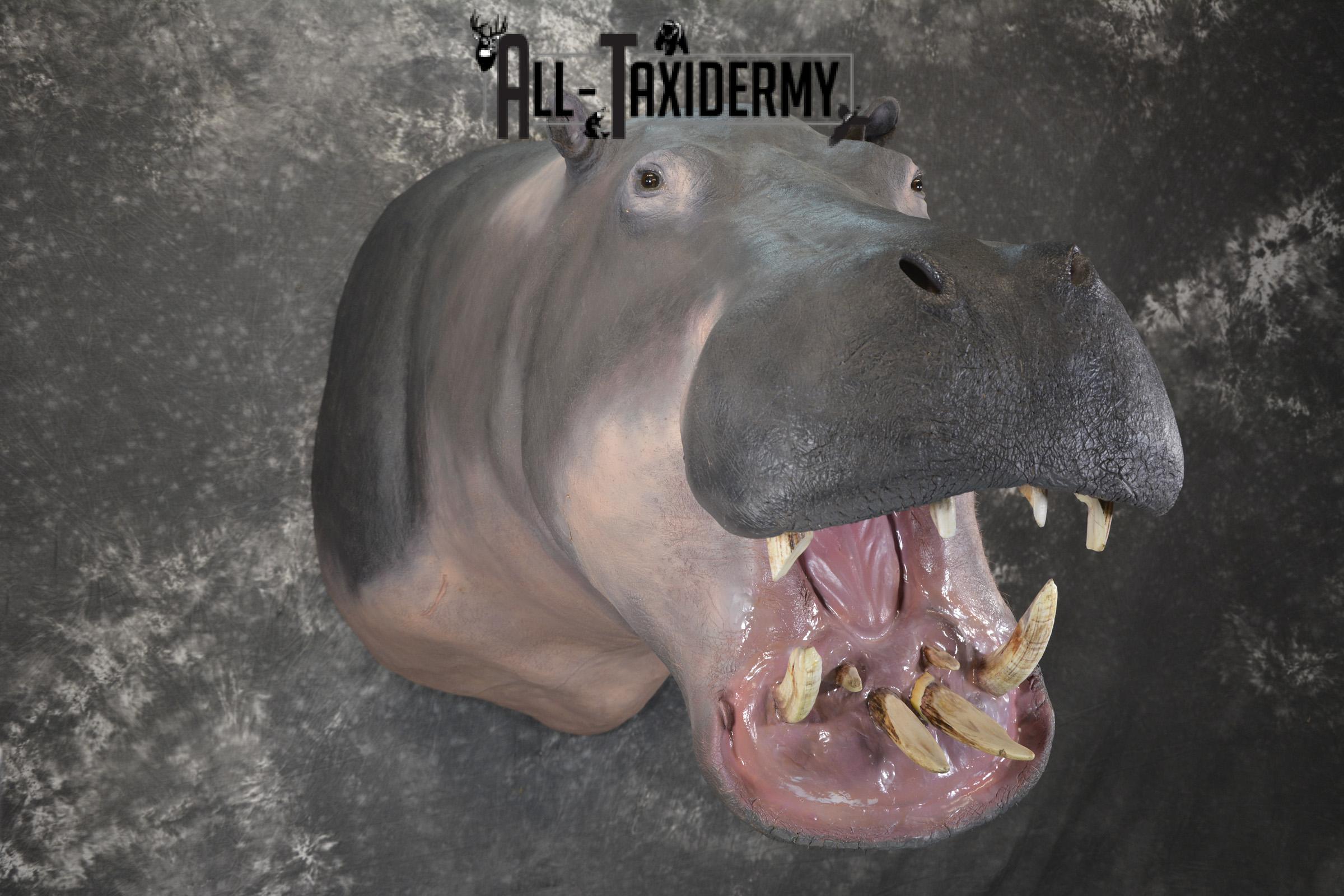 XXL Hippoptamus Taxidermy shoulder mount for sale SKU 1918 - Image 9
