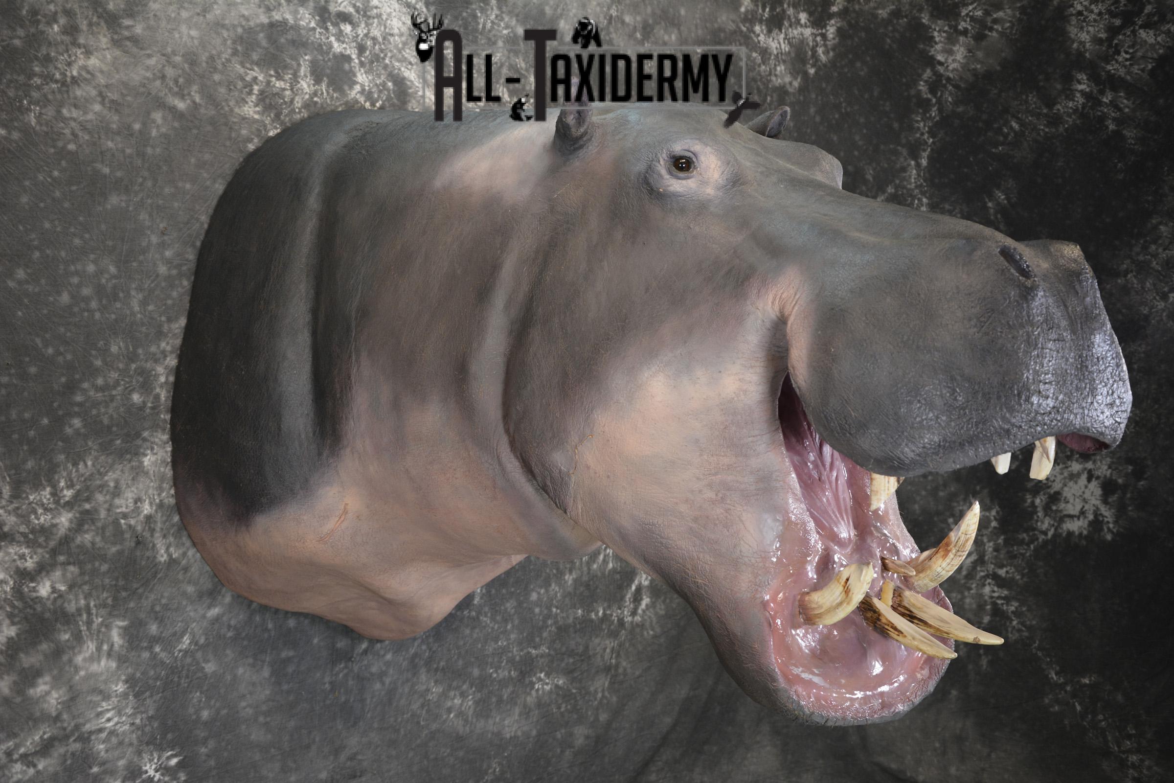 XXL Hippoptamus Taxidermy shoulder mount for sale SKU 1918 - Image 8