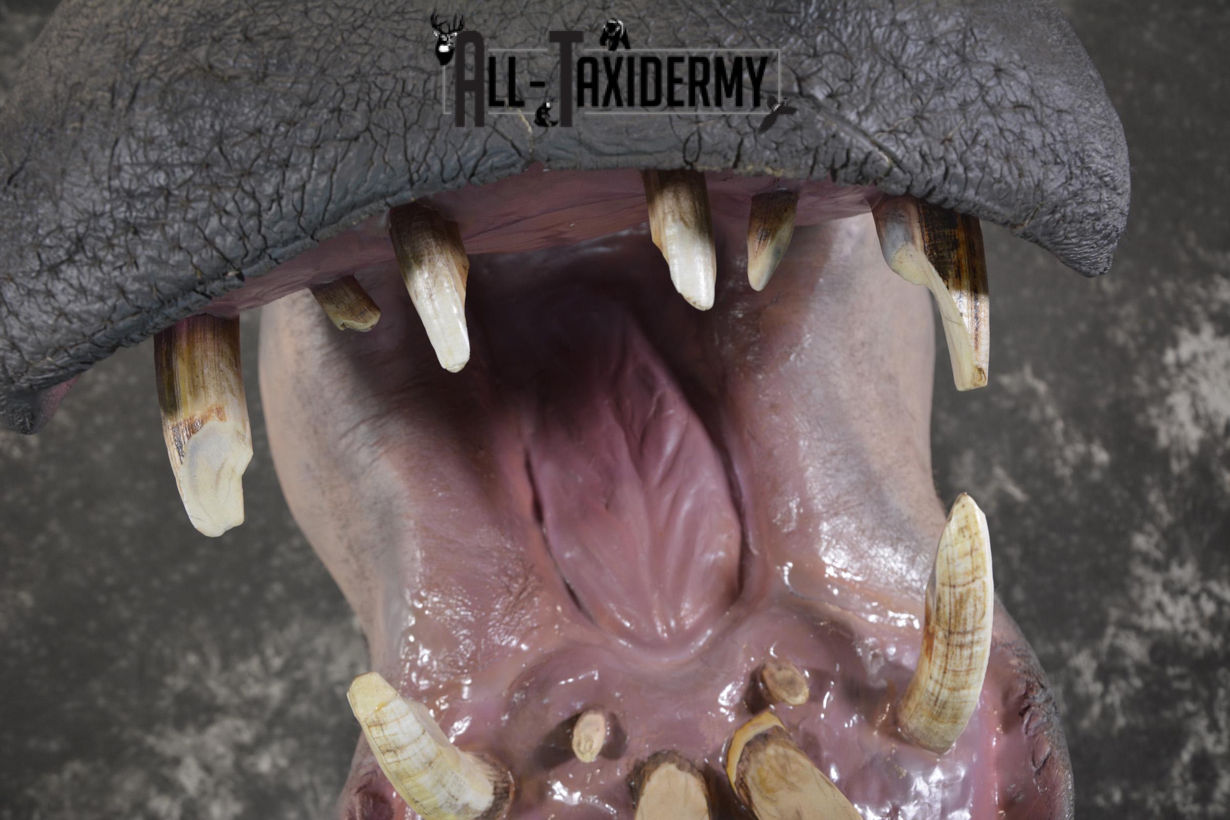 XXL Hippoptamus Taxidermy shoulder mount for sale SKU 1918 - Image 6