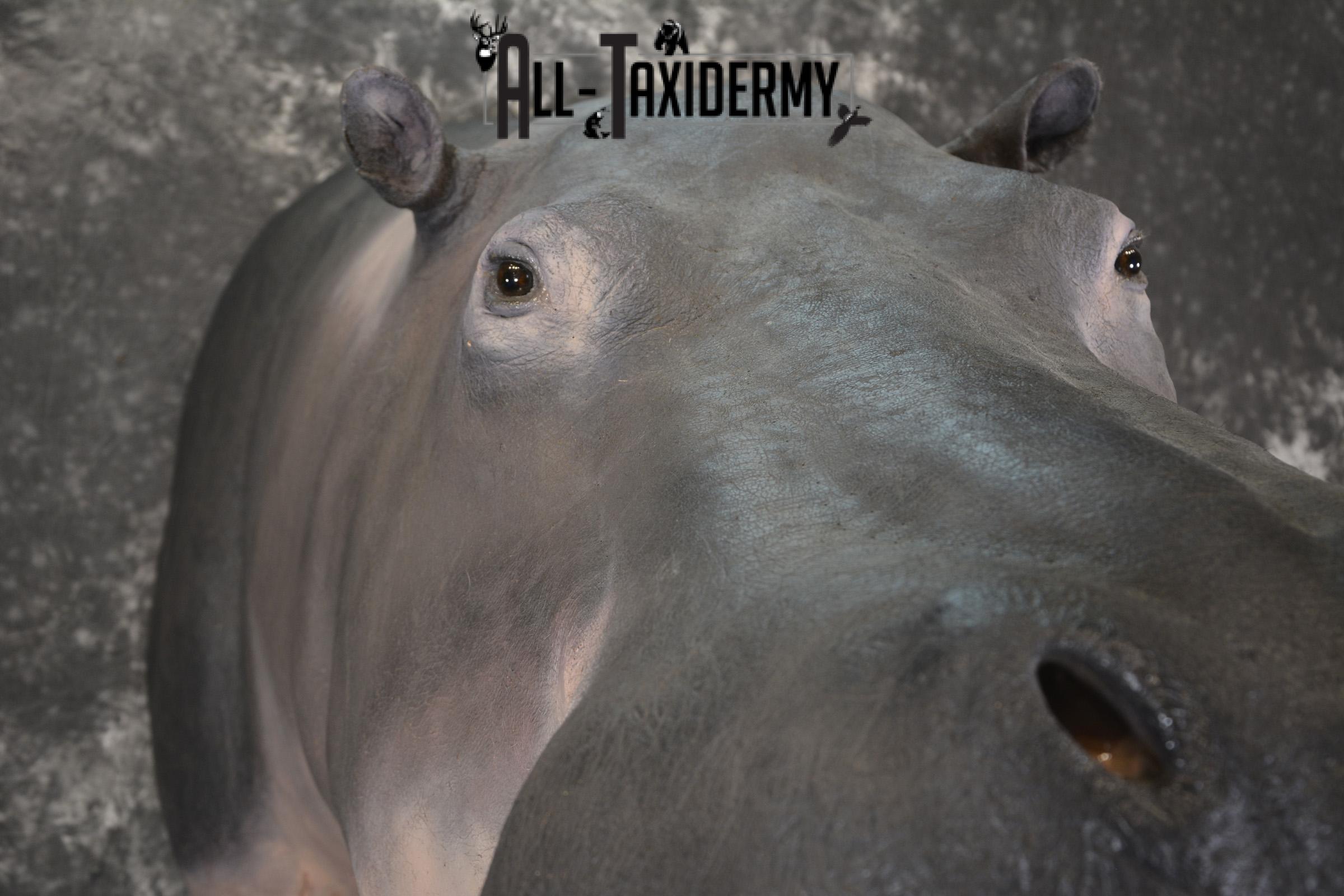 XXL Hippoptamus Taxidermy shoulder mount for sale SKU 1918 - Image 5