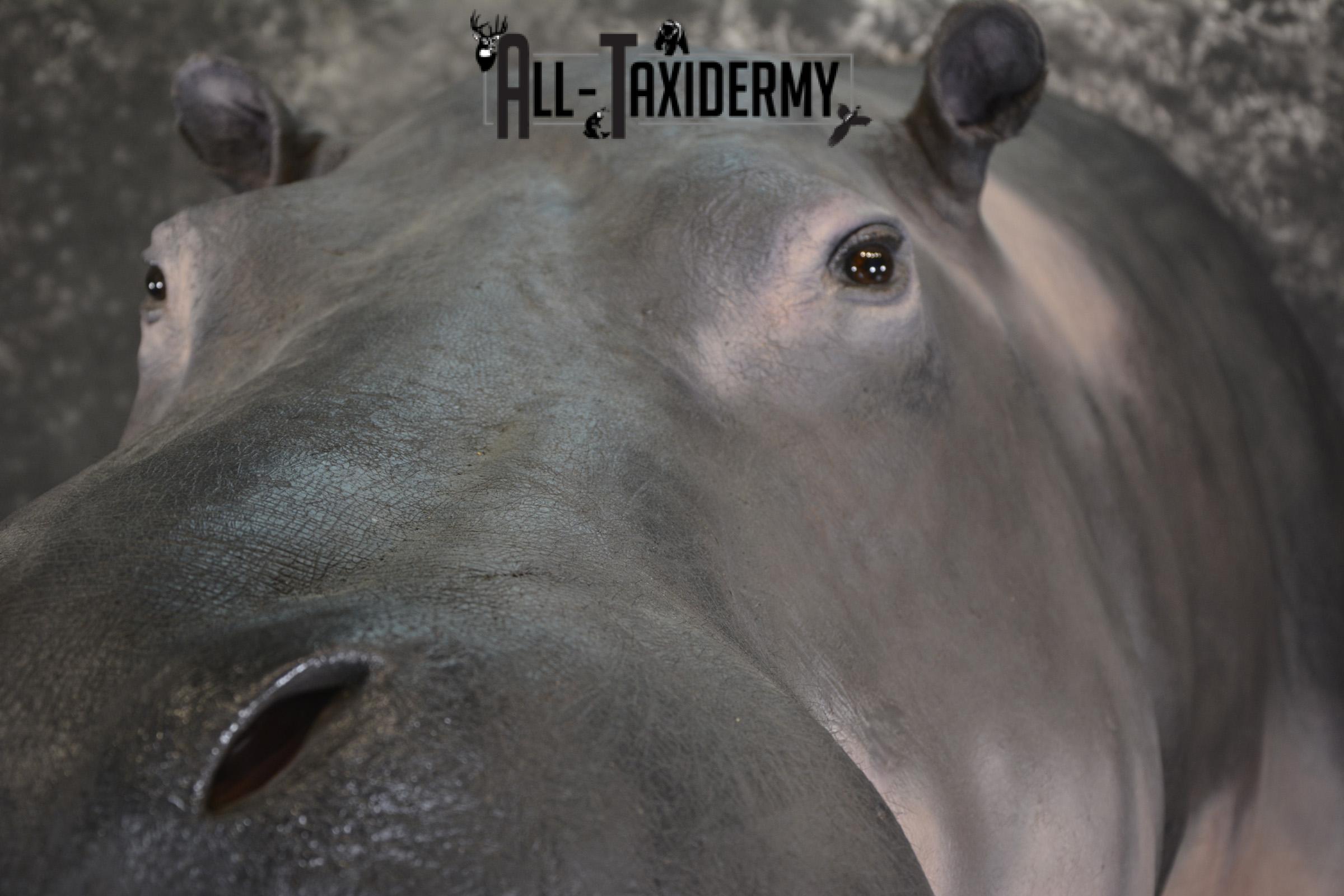 XXL Hippoptamus Taxidermy shoulder mount for sale SKU 1918 - Image 4