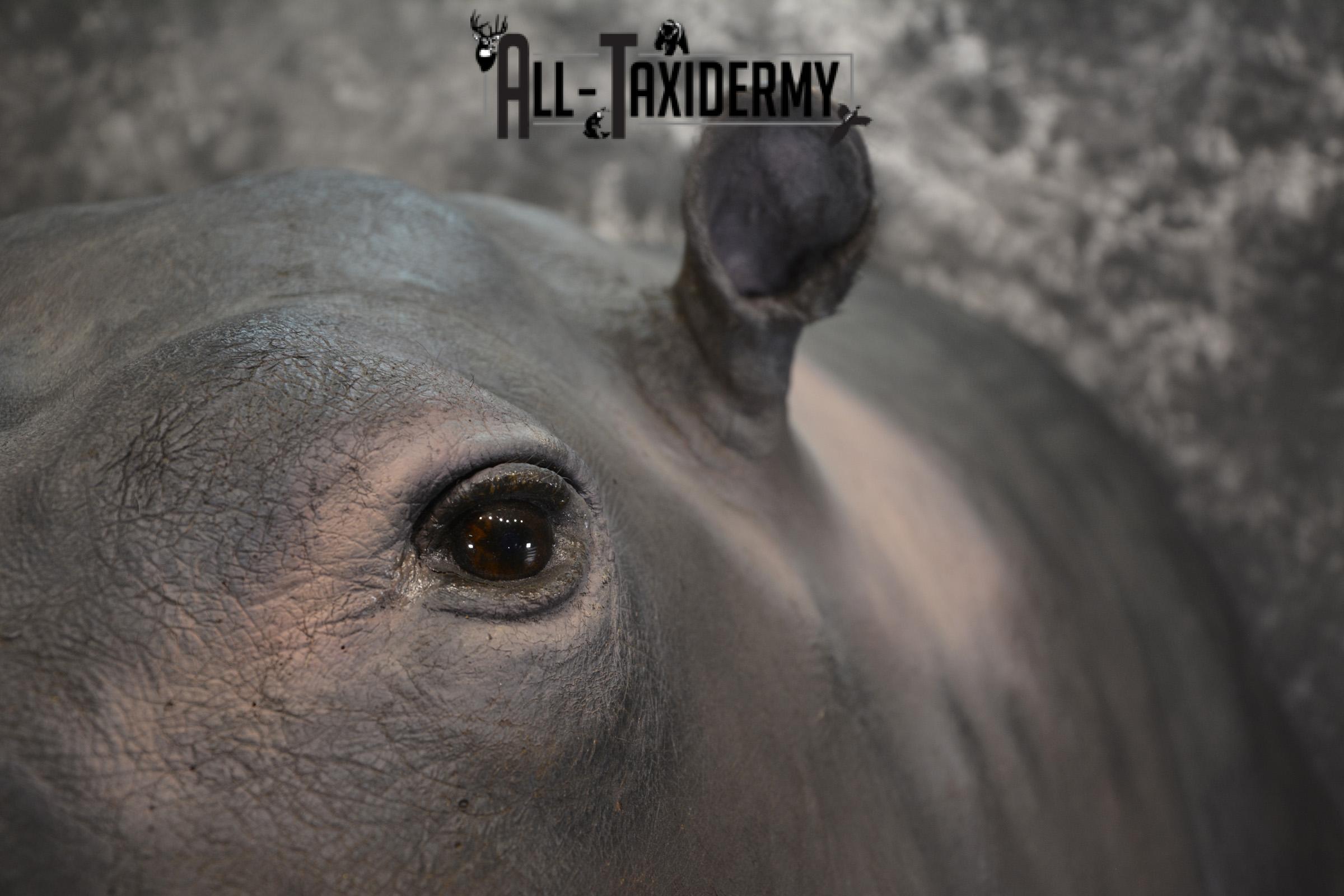XXL Hippoptamus Taxidermy shoulder mount for sale SKU 1918 - Image 3