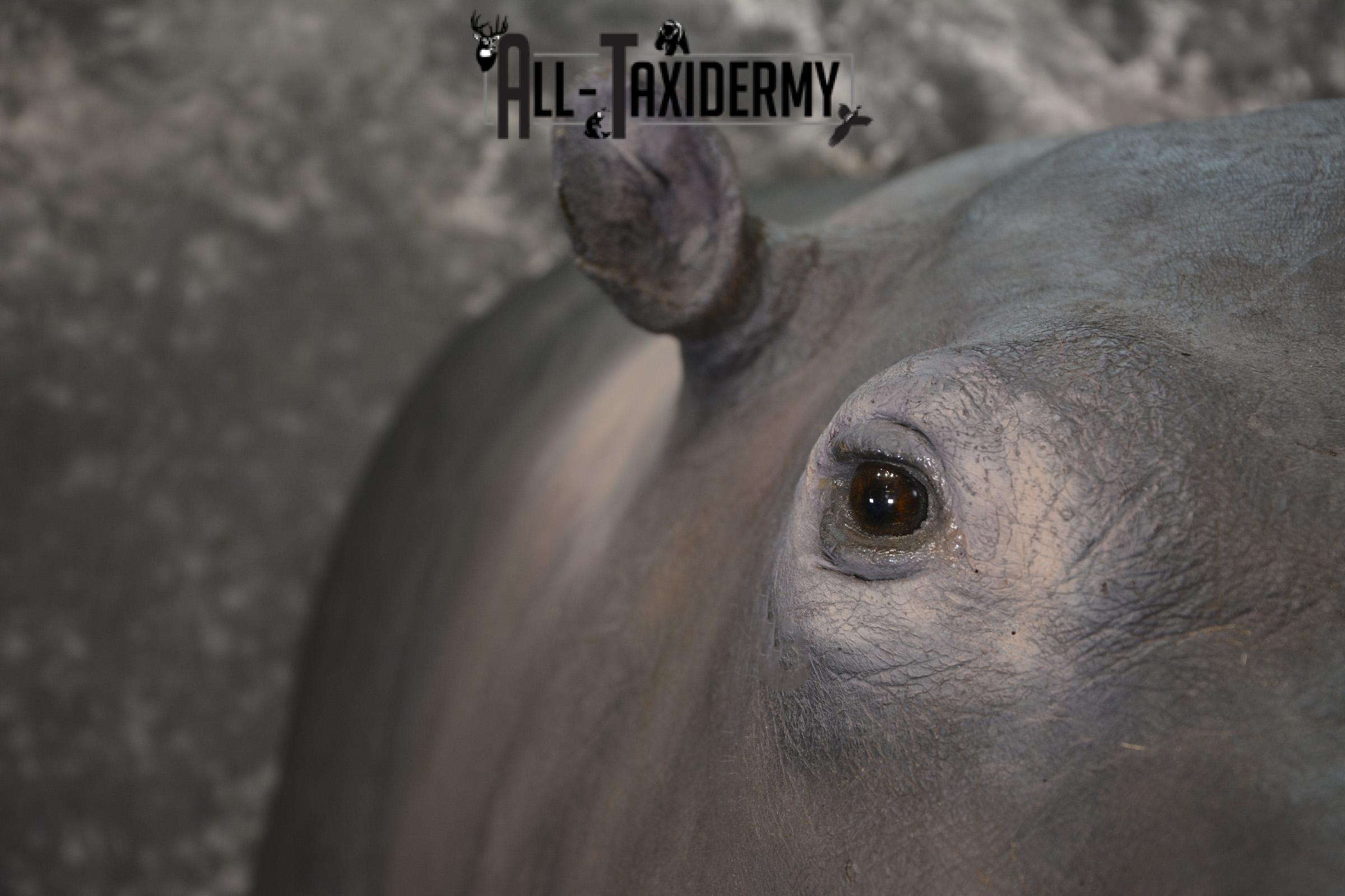 XXL Hippoptamus Taxidermy shoulder mount for sale SKU 1918 - Image 2