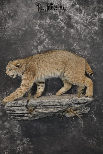 Aggressive Bobcat taxidermy mount for sale SKU 1909