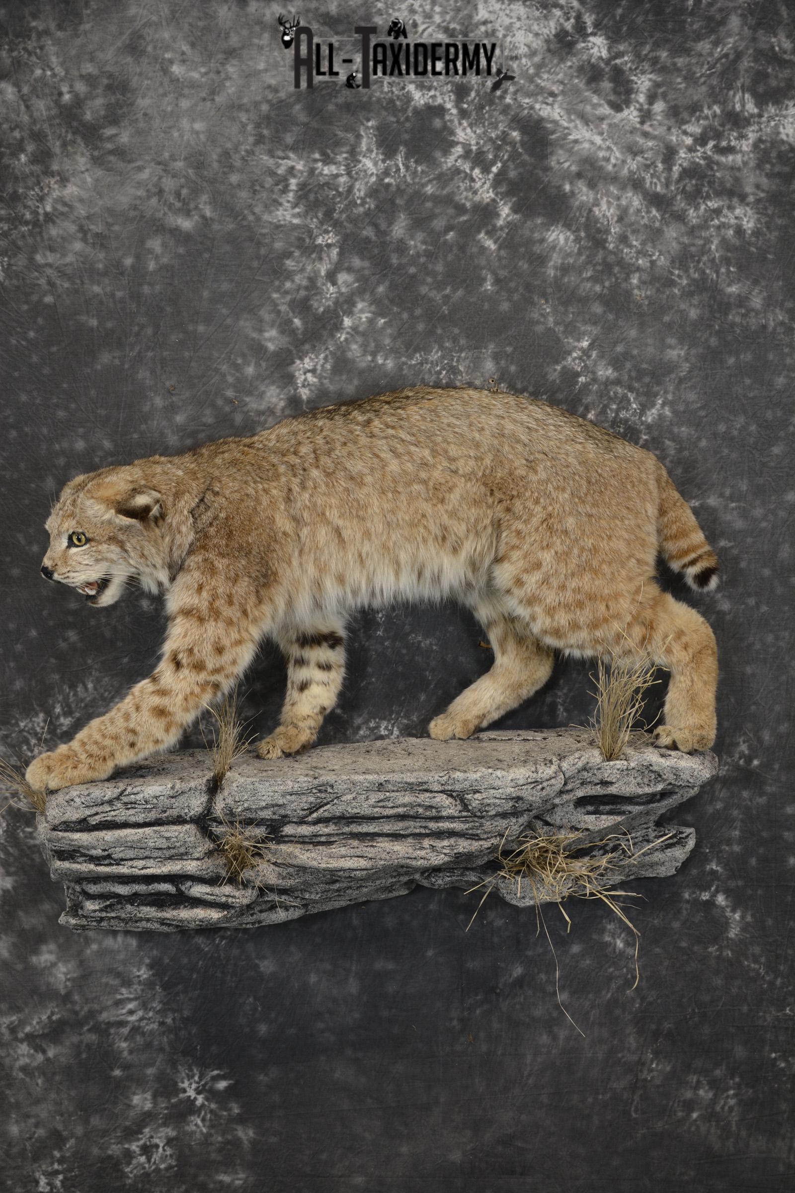 Aggressive Bobcat taxidermy mount for sale SKU 1909