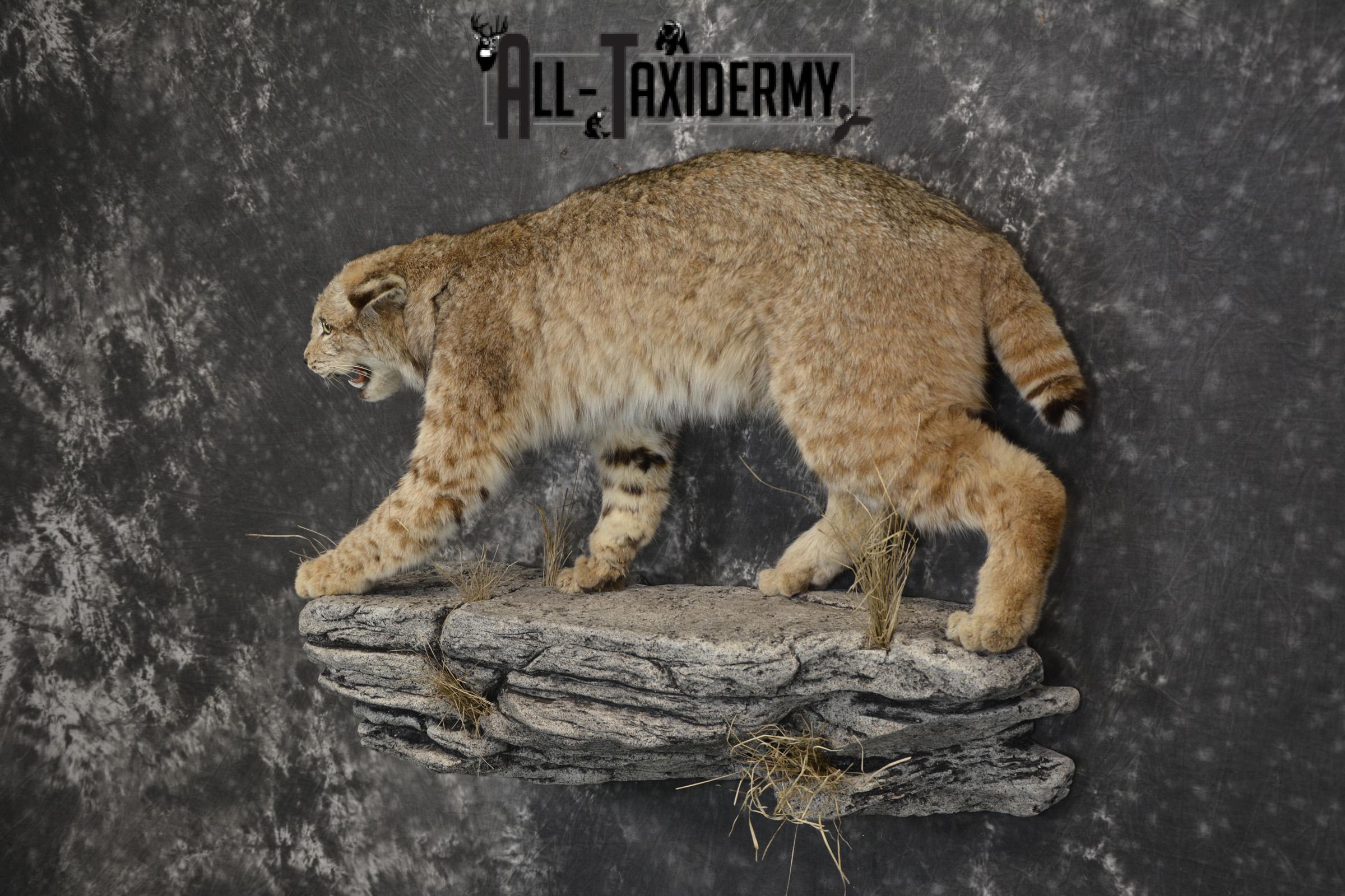 Aggressive Bobcat taxidermy mount for sale SKU 1909 - Image 5