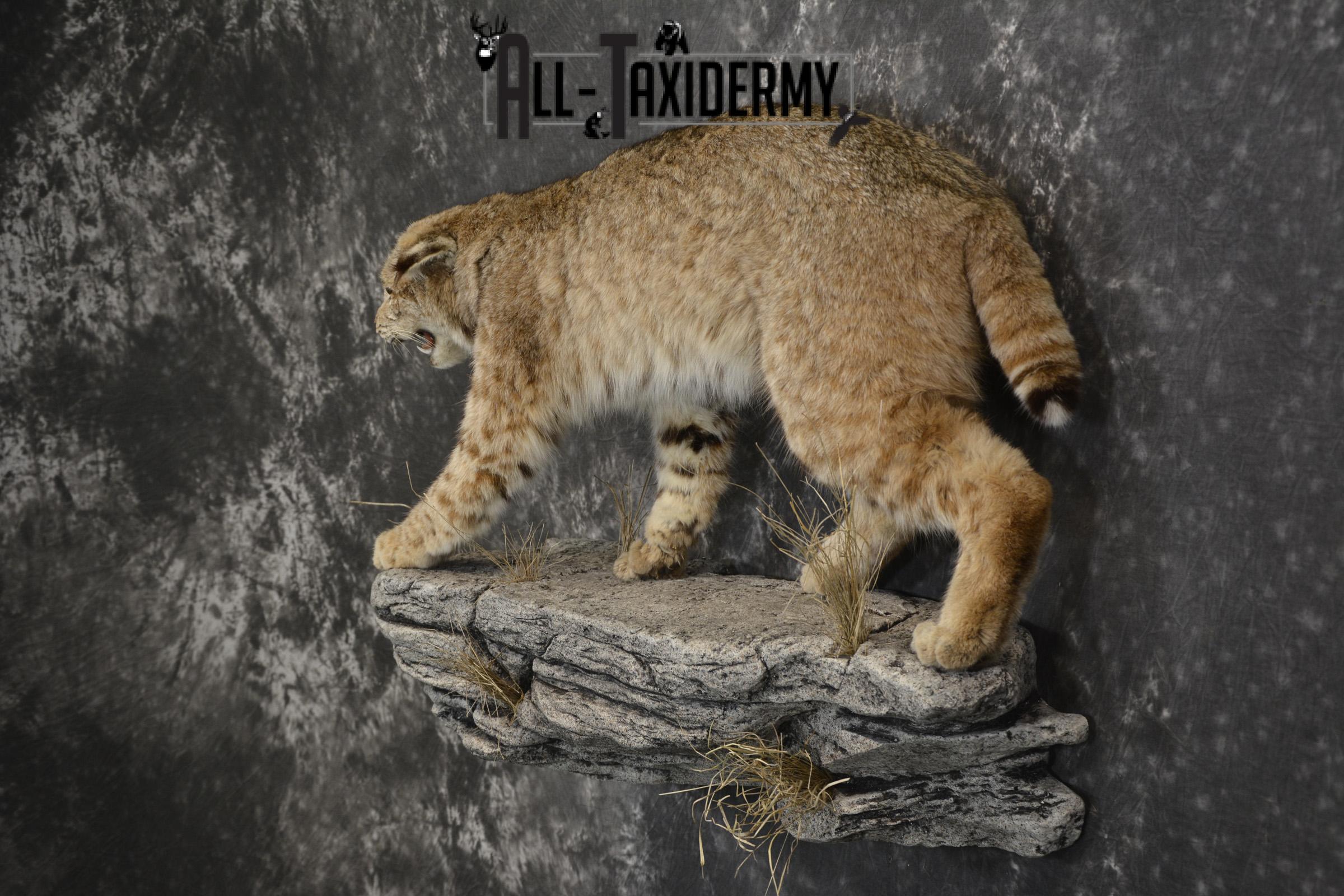 Aggressive Bobcat taxidermy mount for sale SKU 1909 - Image 4