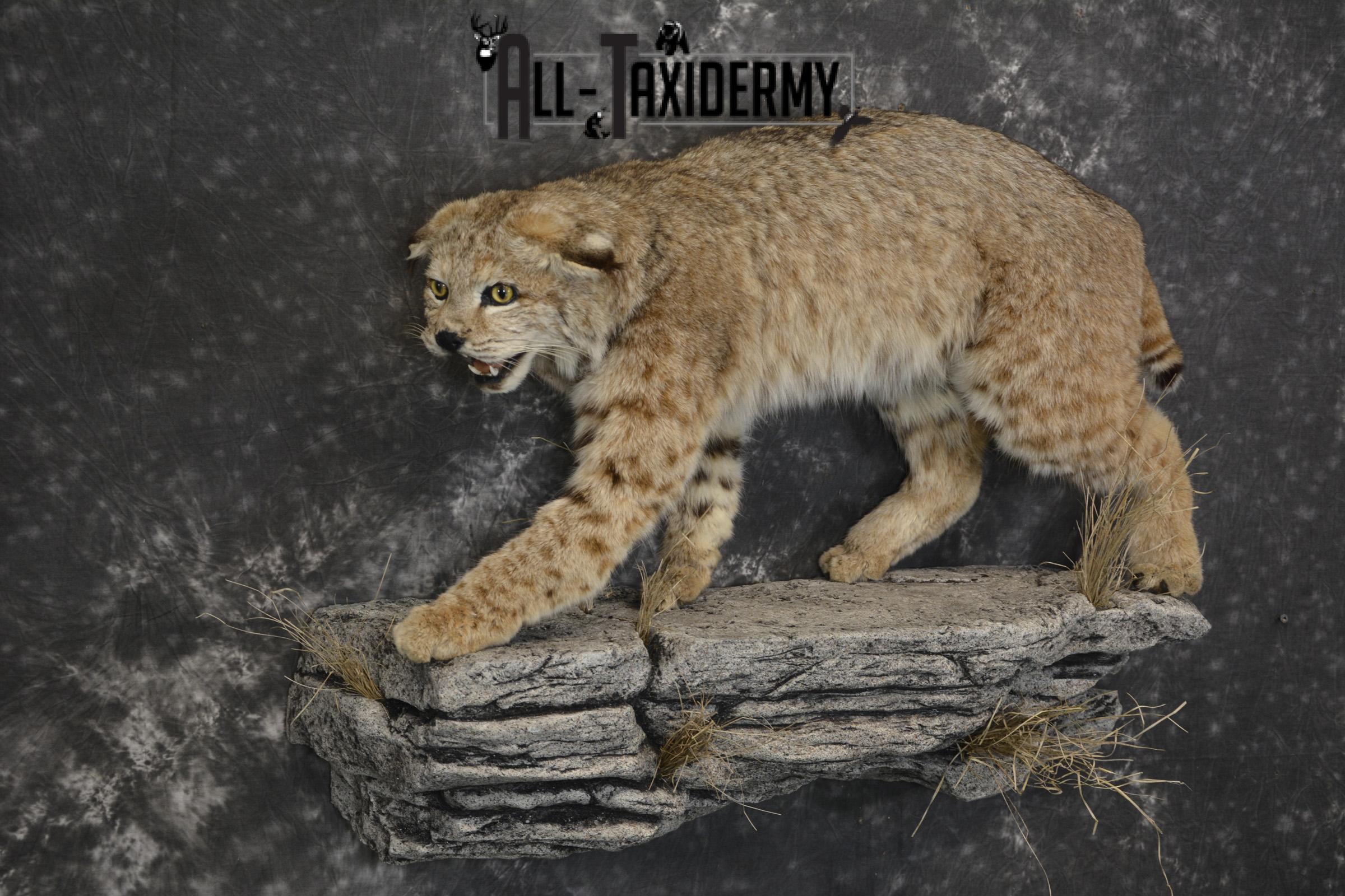 Aggressive Bobcat taxidermy mount for sale SKU 1909 - Image 3
