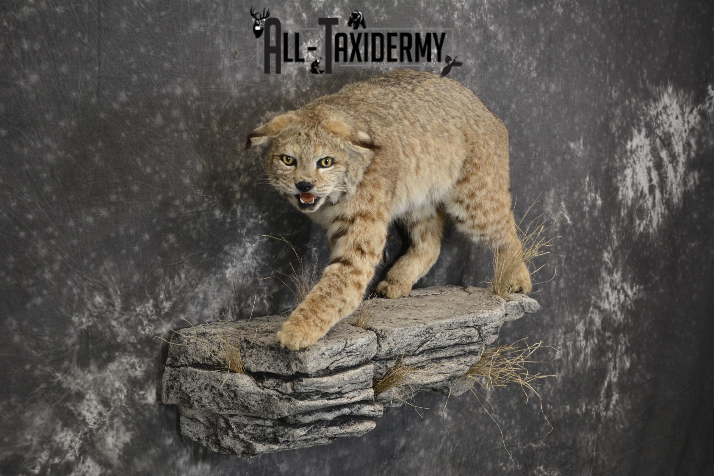 Aggressive Bobcat taxidermy mount for sale SKU 1909 - Image 2