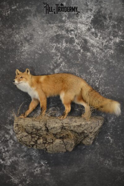 Red Fox Taxidermy mount for sale SKU 1903