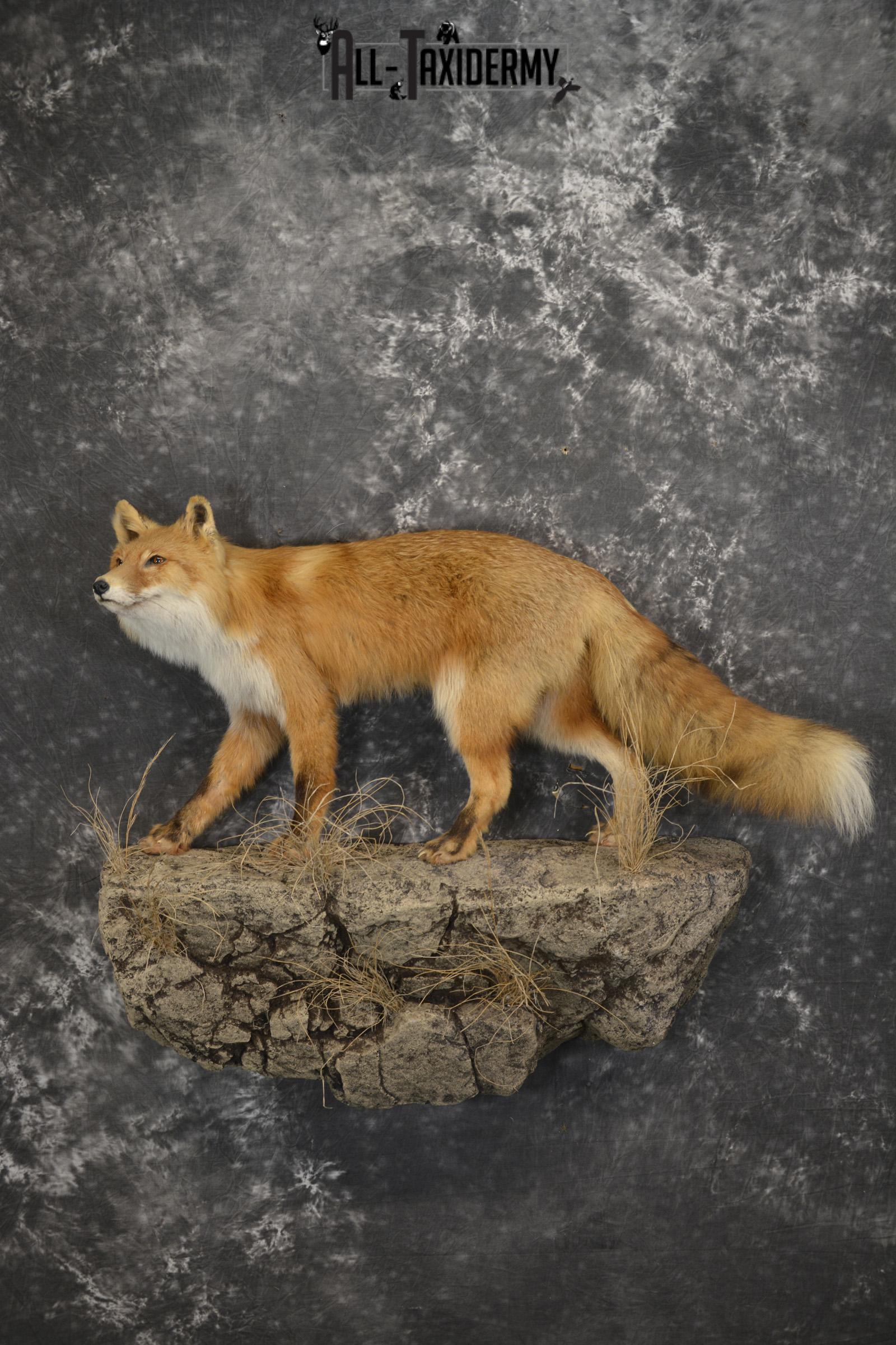 Red Fox Taxidermy mount for sale SKU 1903
